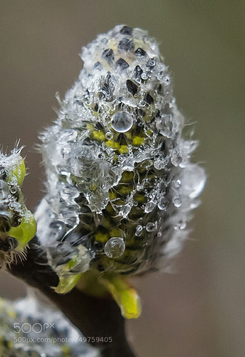Nikon D5300 sample photo. Untitled photography