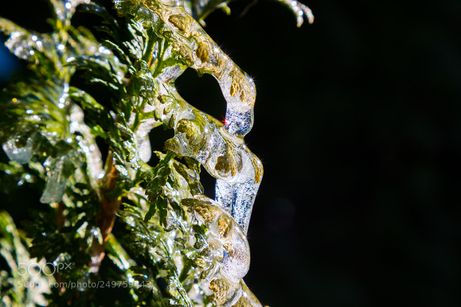 Canon EOS 80D sample photo. Frozen photography