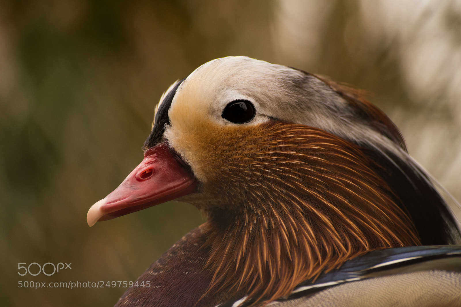 Nikon D5500 sample photo. Duck photography