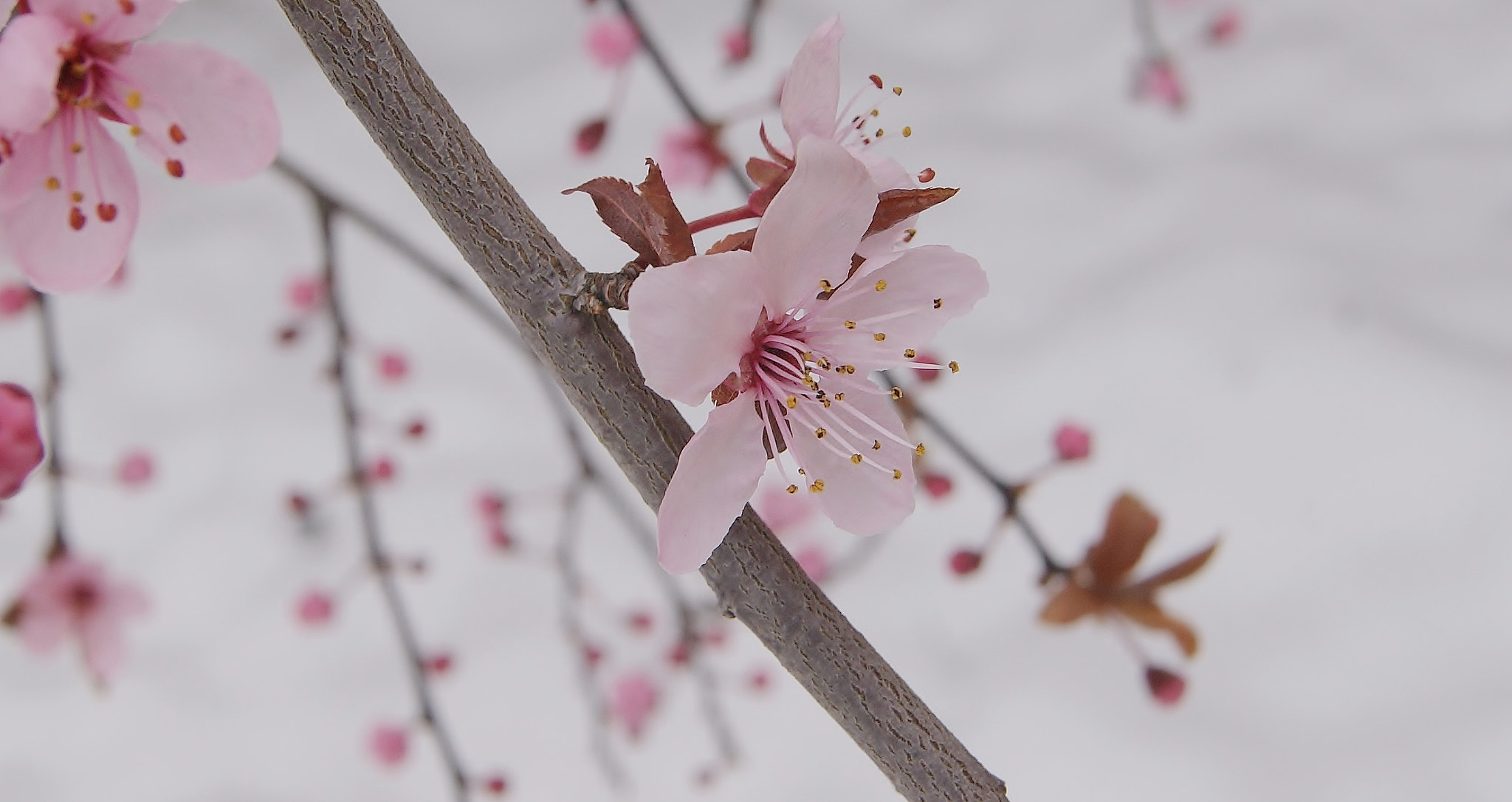 Sony Alpha DSLR-A380 sample photo. - 2 degree, windstorm, they survive today !!! photography