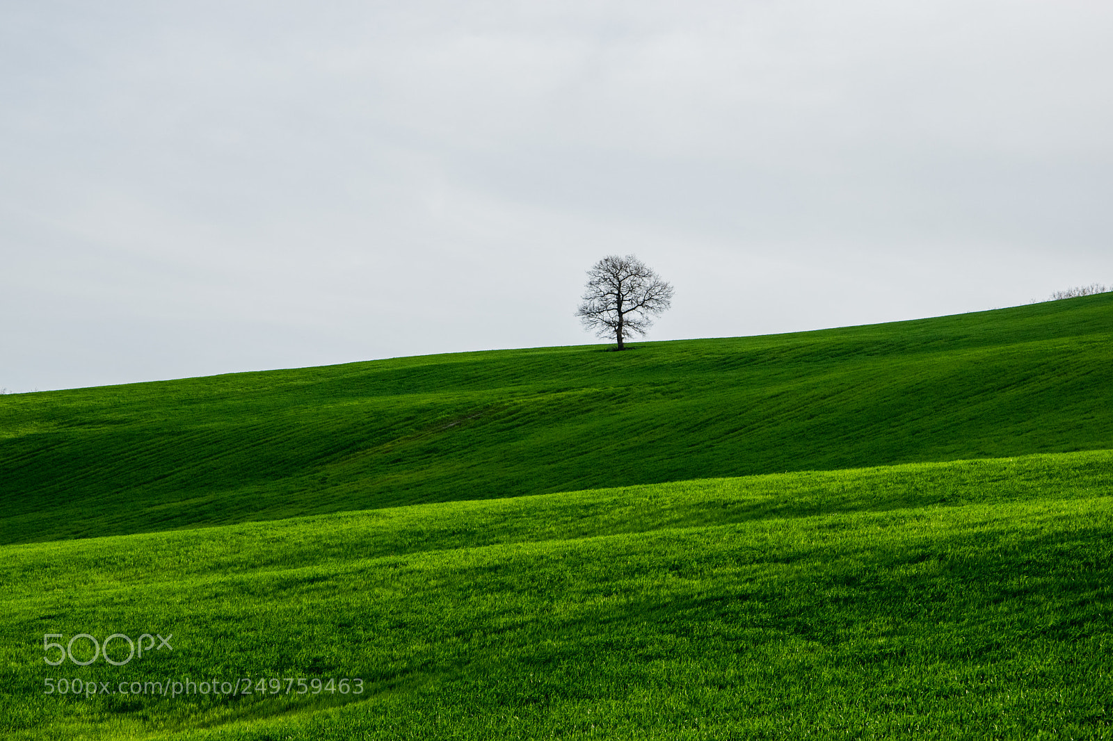 Nikon D5300 sample photo. Green wheat photography