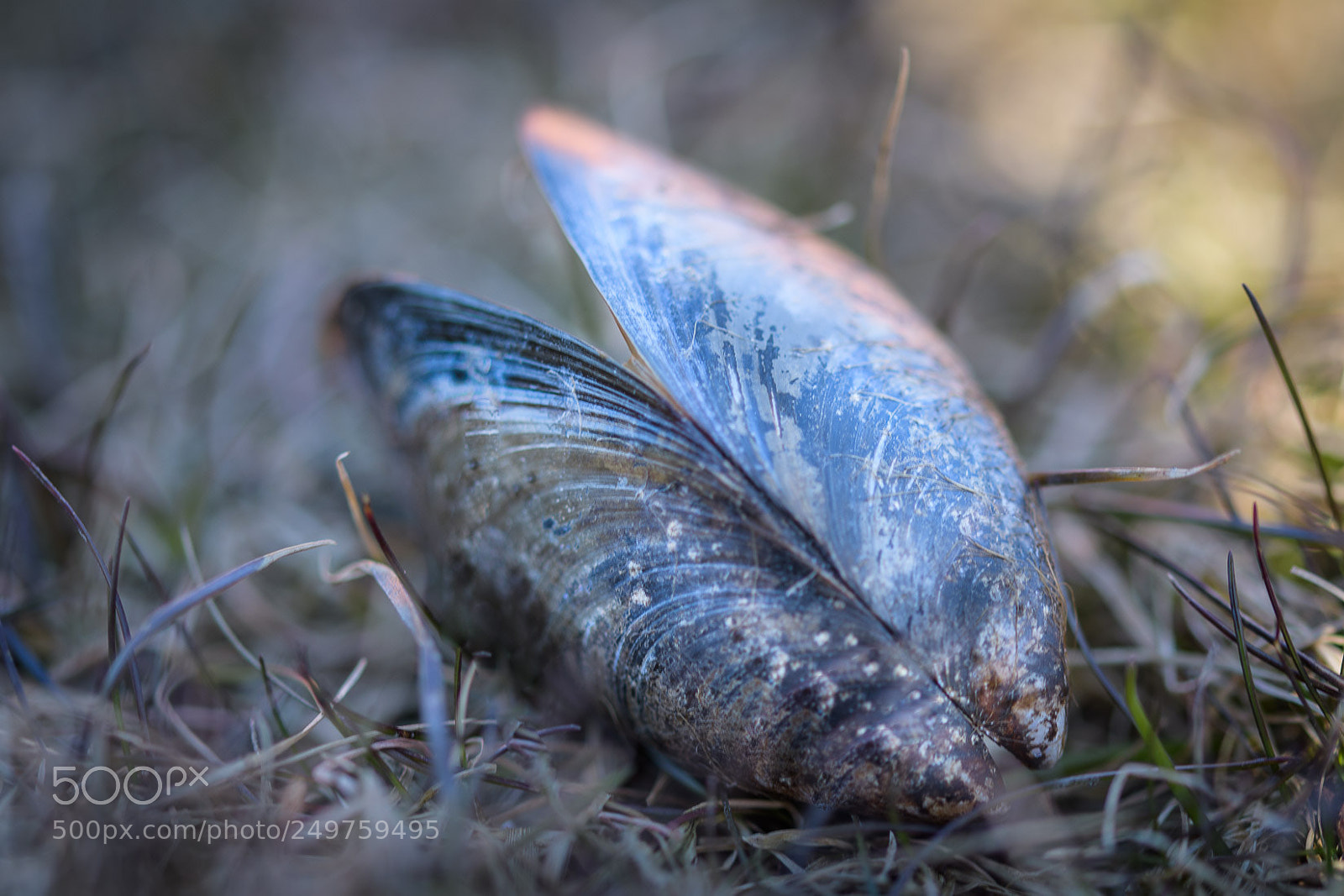 Nikon D500 sample photo. Clam photography