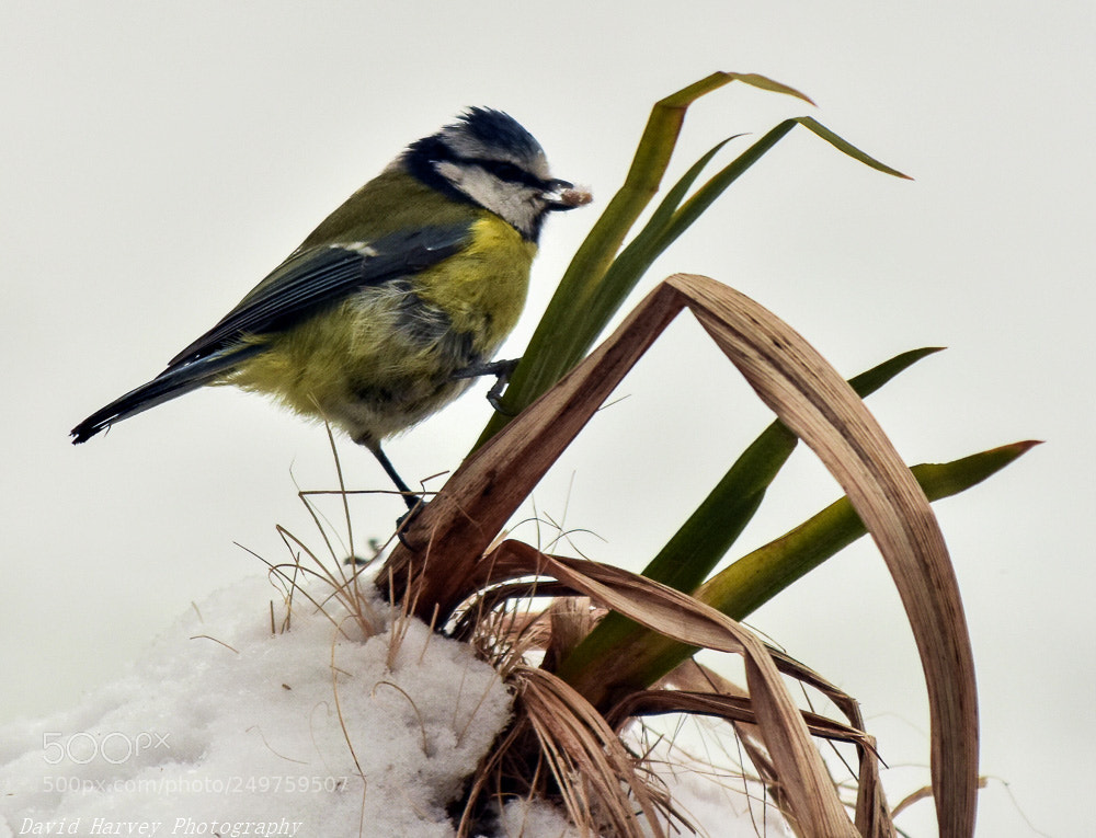 Nikon D7200 sample photo. Snow again photography