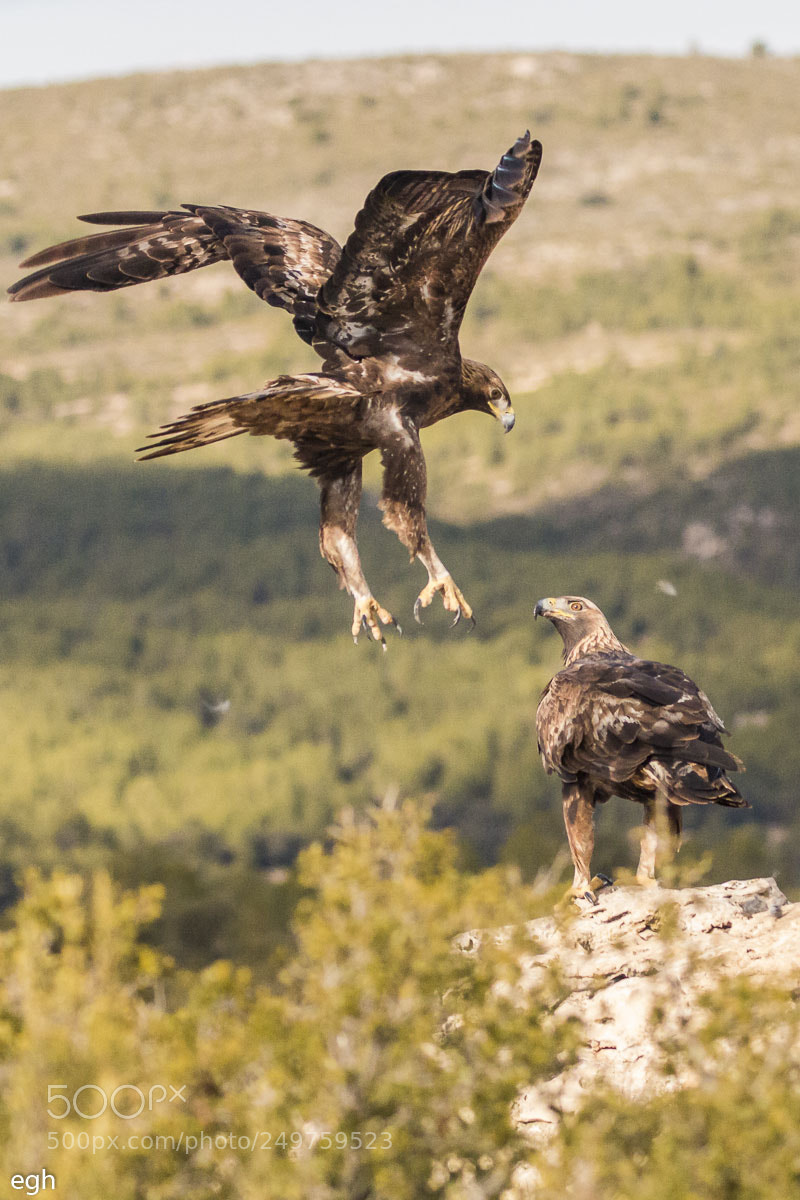 Canon EOS 70D sample photo. Aguila real photography