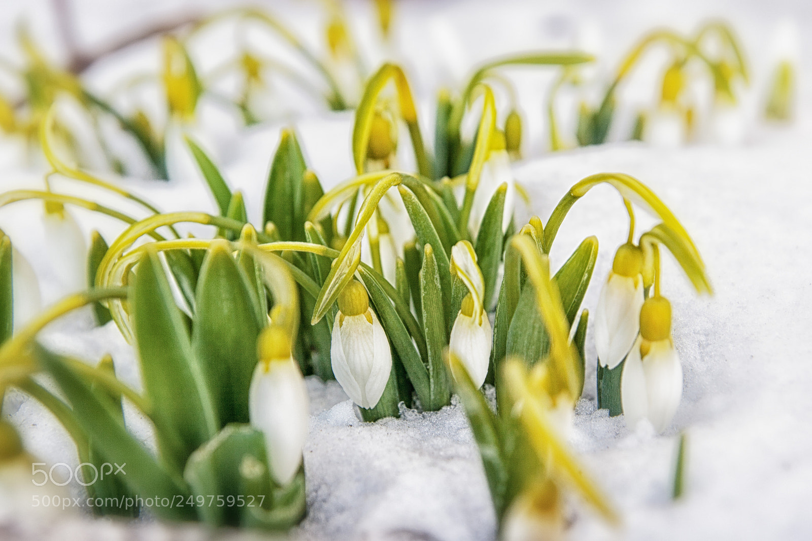Canon EOS 20D sample photo. Snowdrops photography