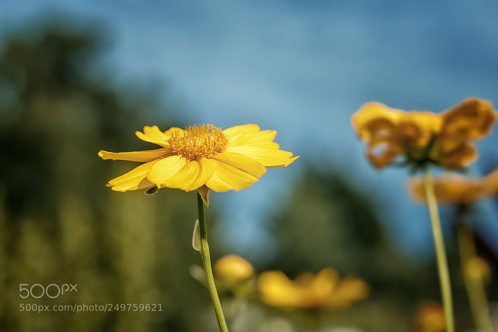 Nikon D5300 sample photo. Yellow field flower photography