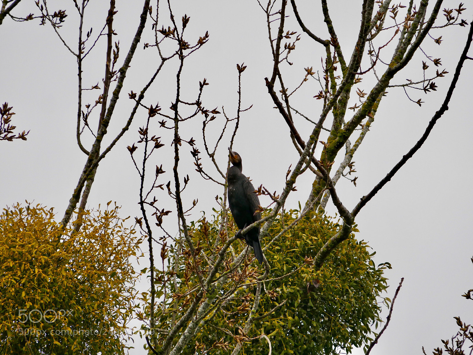Panasonic Lumix DMC-G85 (Lumix DMC-G80) sample photo. Grand cormoran  photography