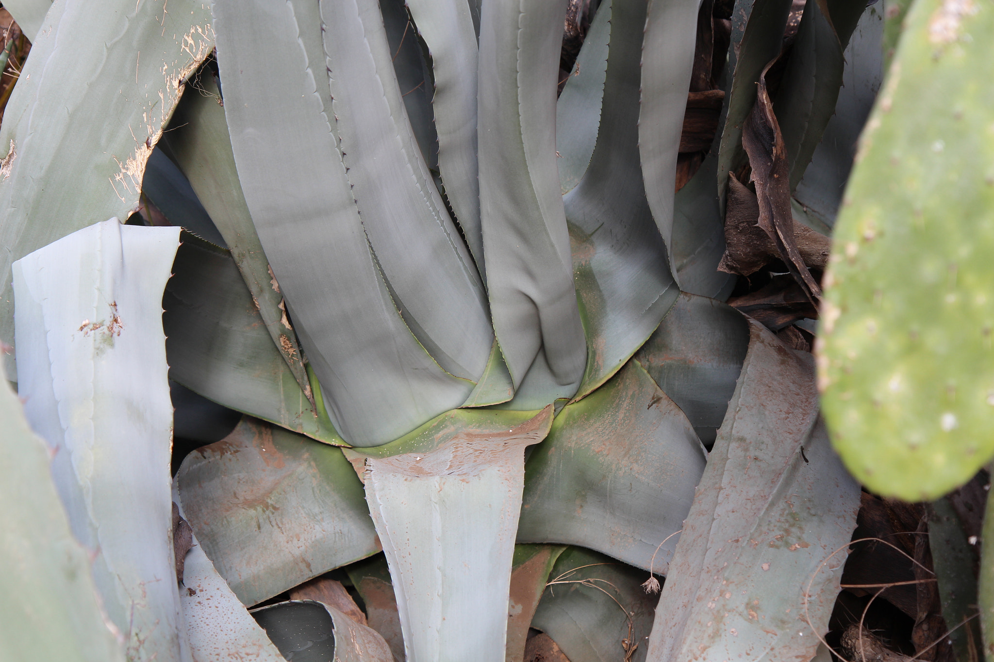 Canon EF-S 17-55mm F2.8 IS USM sample photo. Teneriffa, spain photography