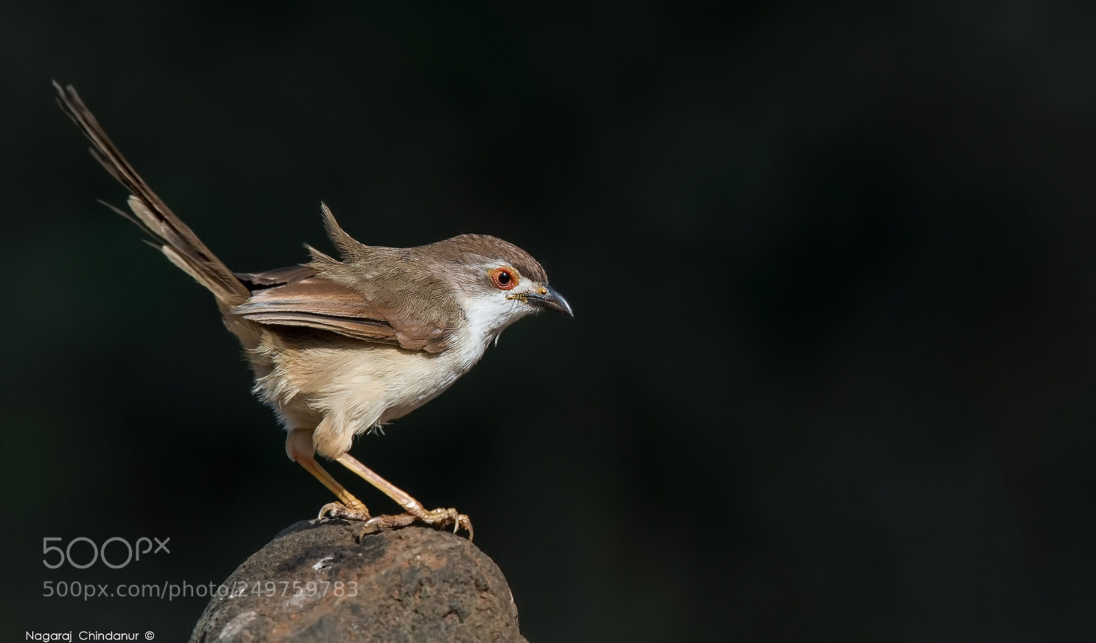 Nikon D4 sample photo. Yellow eyed babbler photography