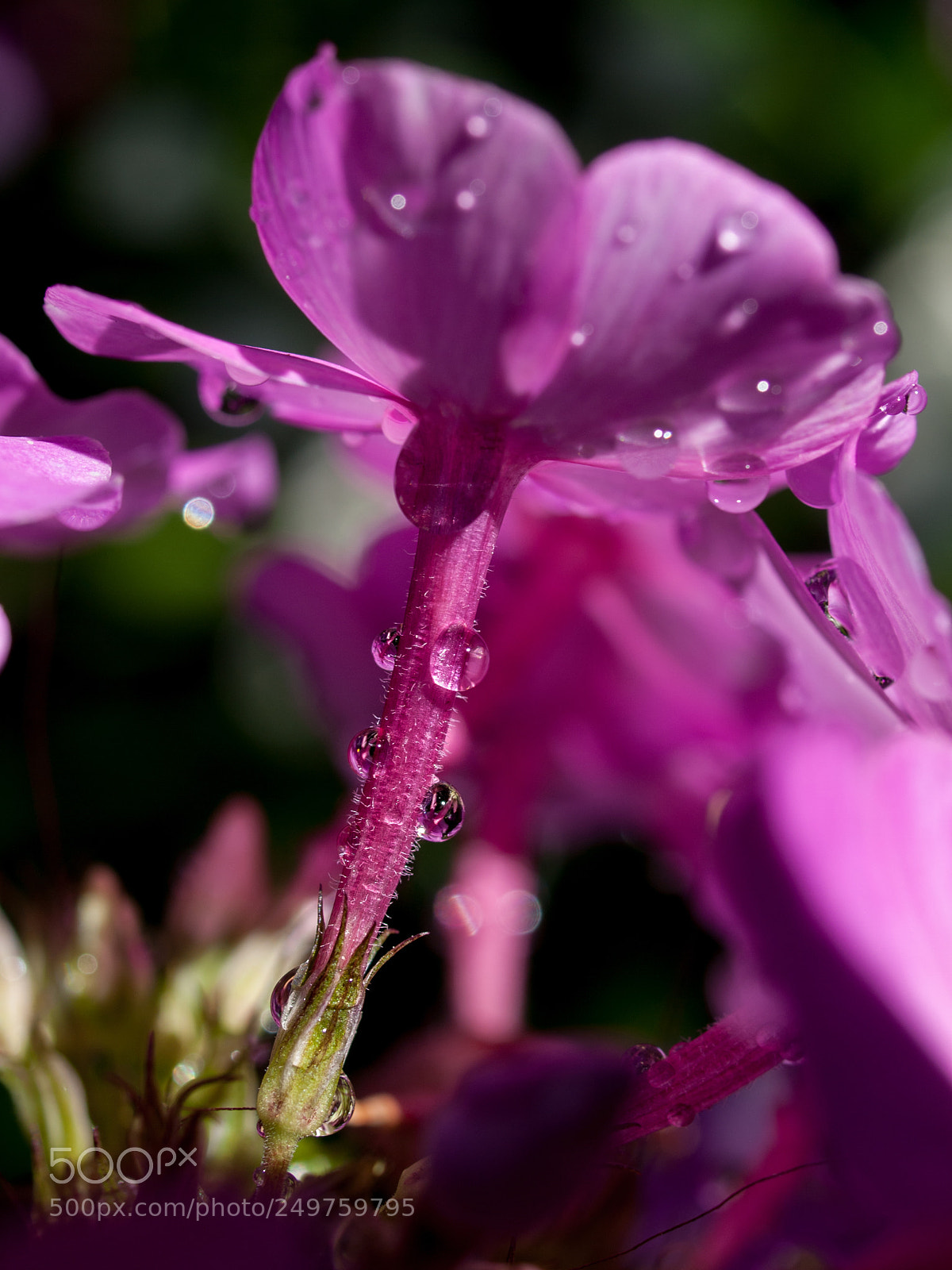 Olympus E-520 (EVOLT E-520) sample photo. Under a rain photography