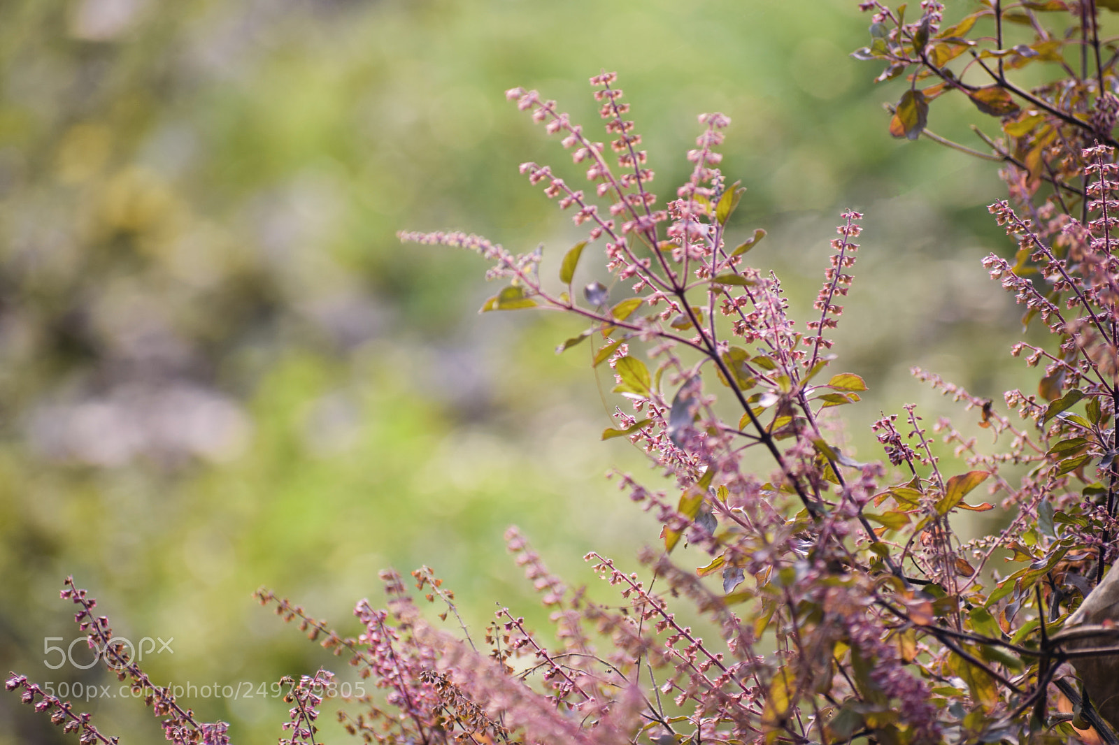 Nikon D5300 sample photo. Floral wallpaper photography