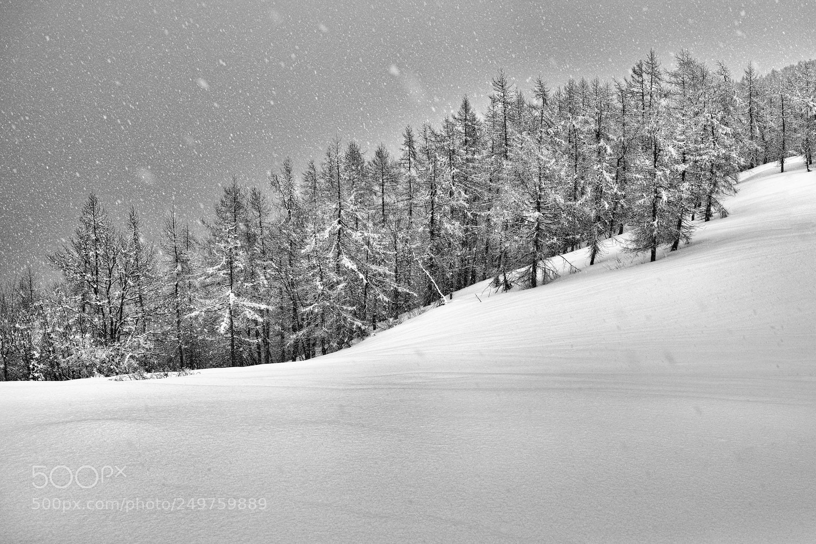 Sigma DP2 Merrill sample photo. Neve di marzo photography