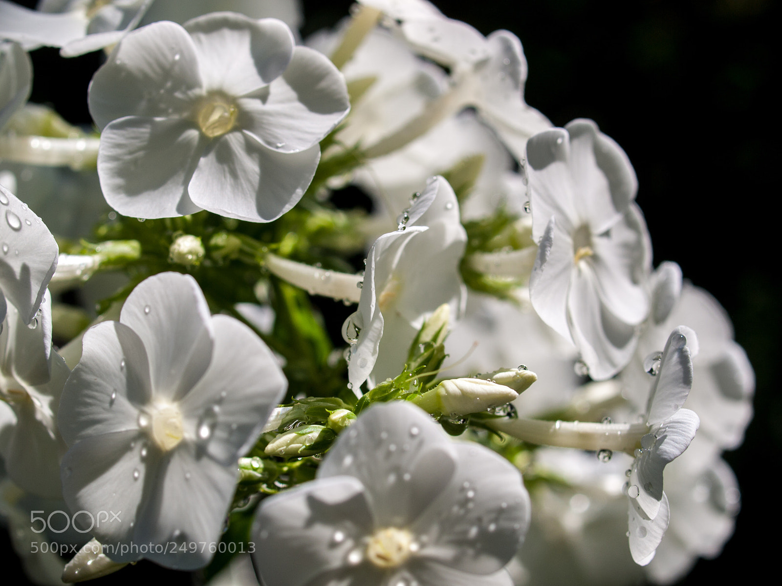 Olympus E-520 (EVOLT E-520) sample photo. Under a rain photography