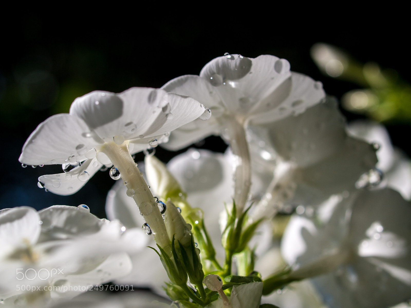 Olympus E-520 (EVOLT E-520) sample photo. Under a rain photography