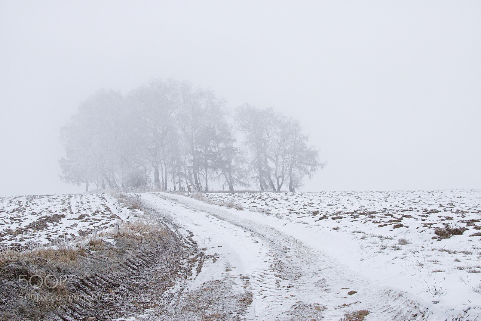 Canon EOS 600D (Rebel EOS T3i / EOS Kiss X5) sample photo. Small forest in fog photography