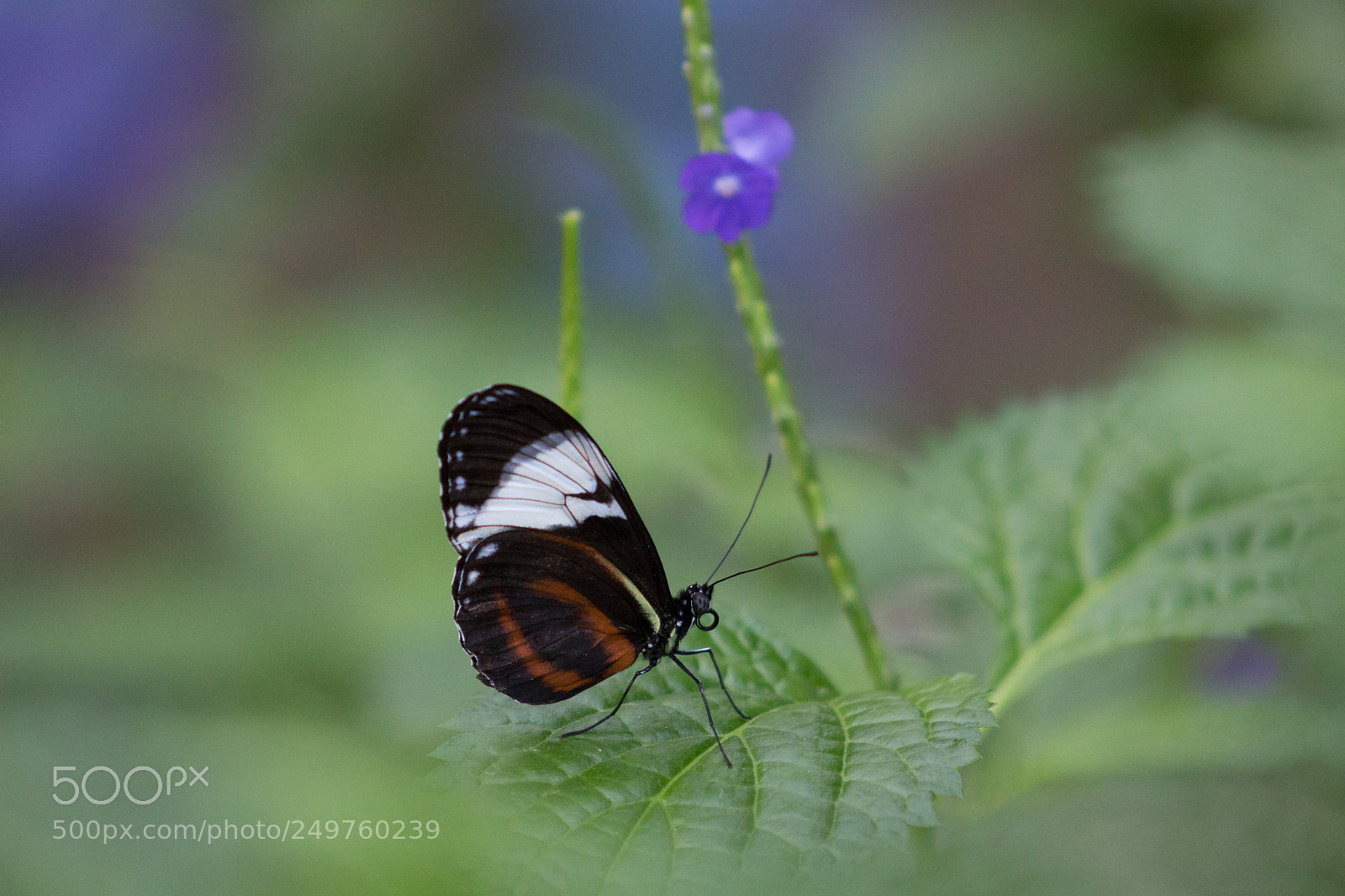 Canon EOS 700D (EOS Rebel T5i / EOS Kiss X7i) sample photo. Heliconius cydno galanthus 2 photography