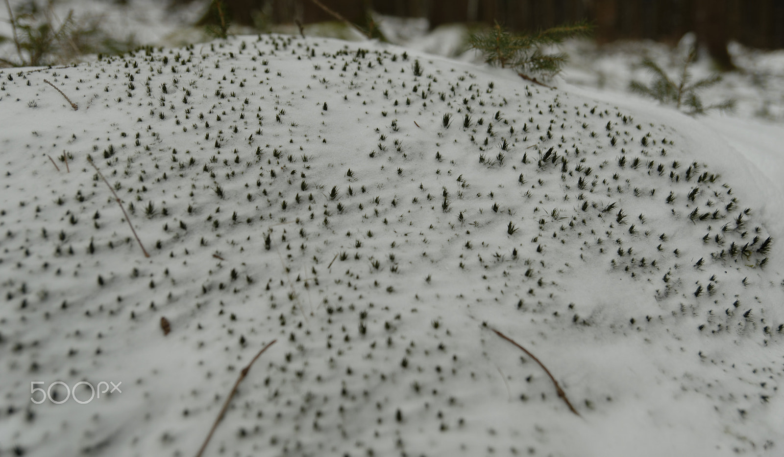 Nikon D3200 sample photo. Minitaure forest photography