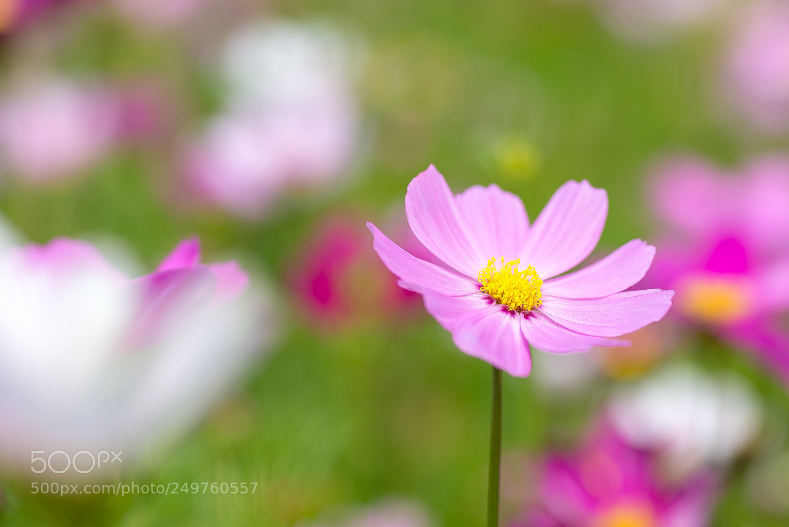 Nikon D610 sample photo. Spring time photography