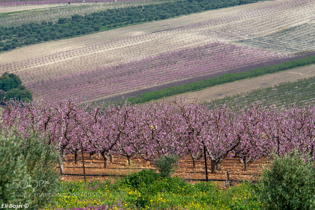 Nikon D800 sample photo. Plantations photography