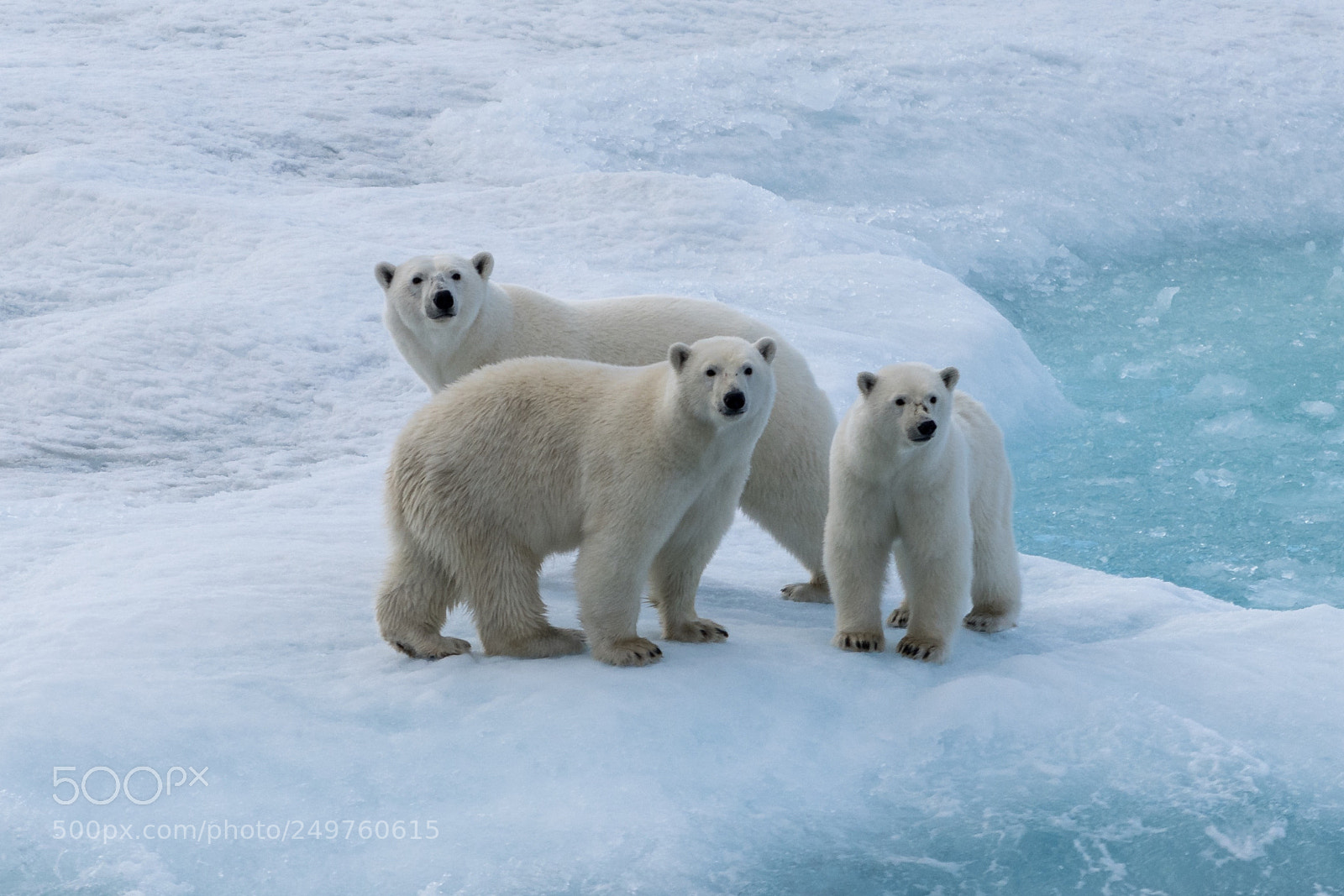 Sony a7R II sample photo. Ellesmere island photography