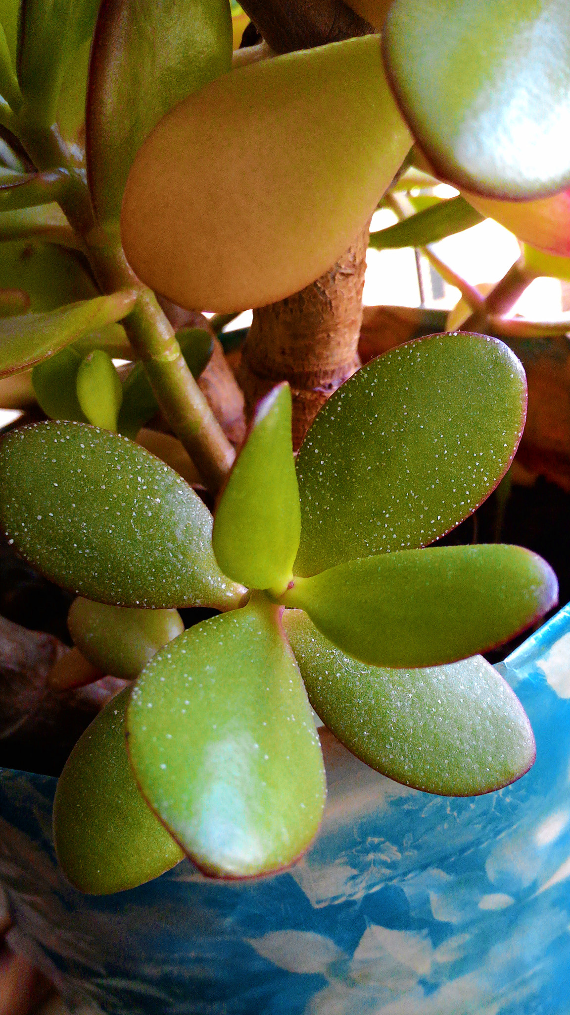 ASUS Z002 sample photo. Crassula ovata (money tree) photography