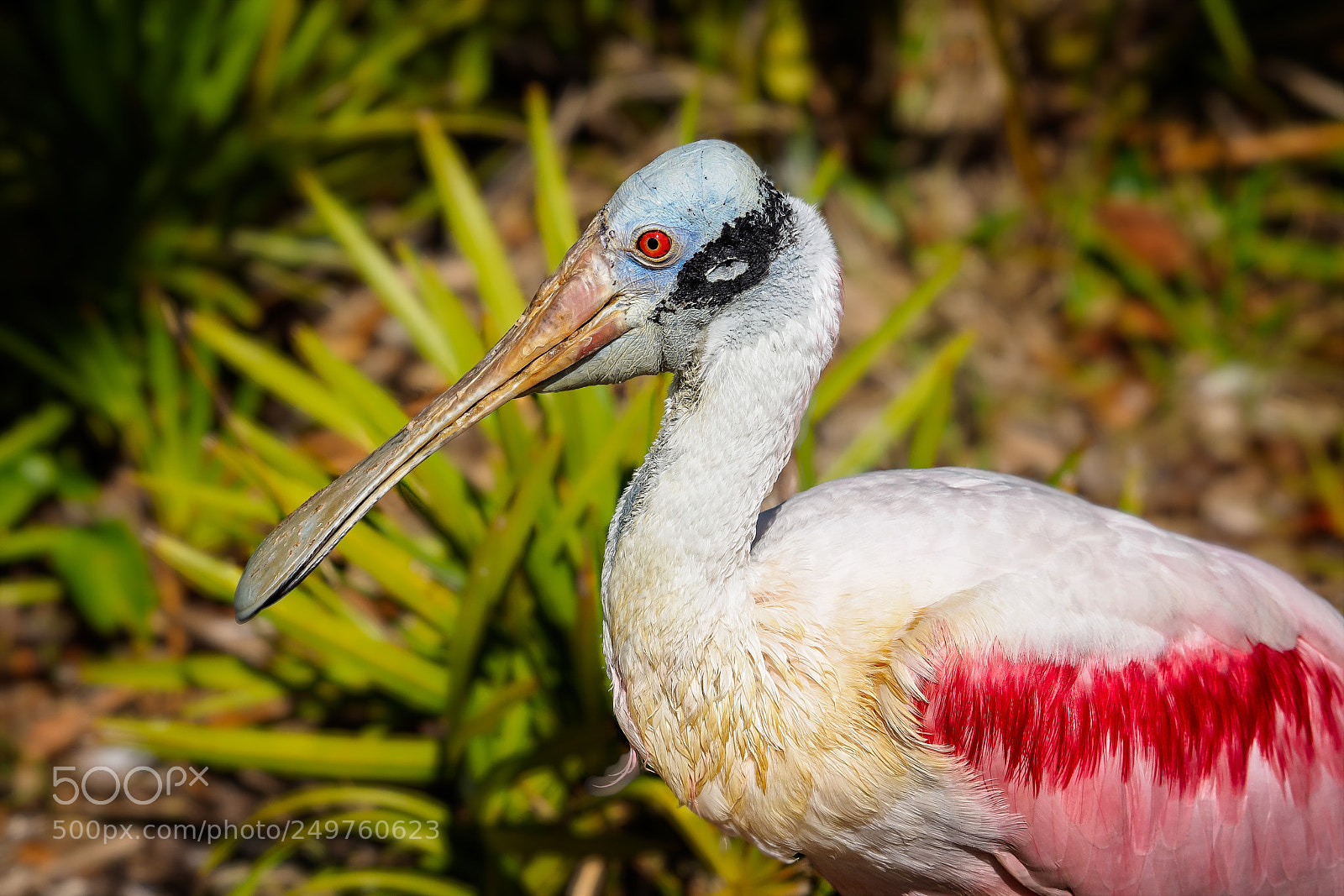Olympus OM-D E-M1 sample photo. Roseate spoonbill - platalea photography