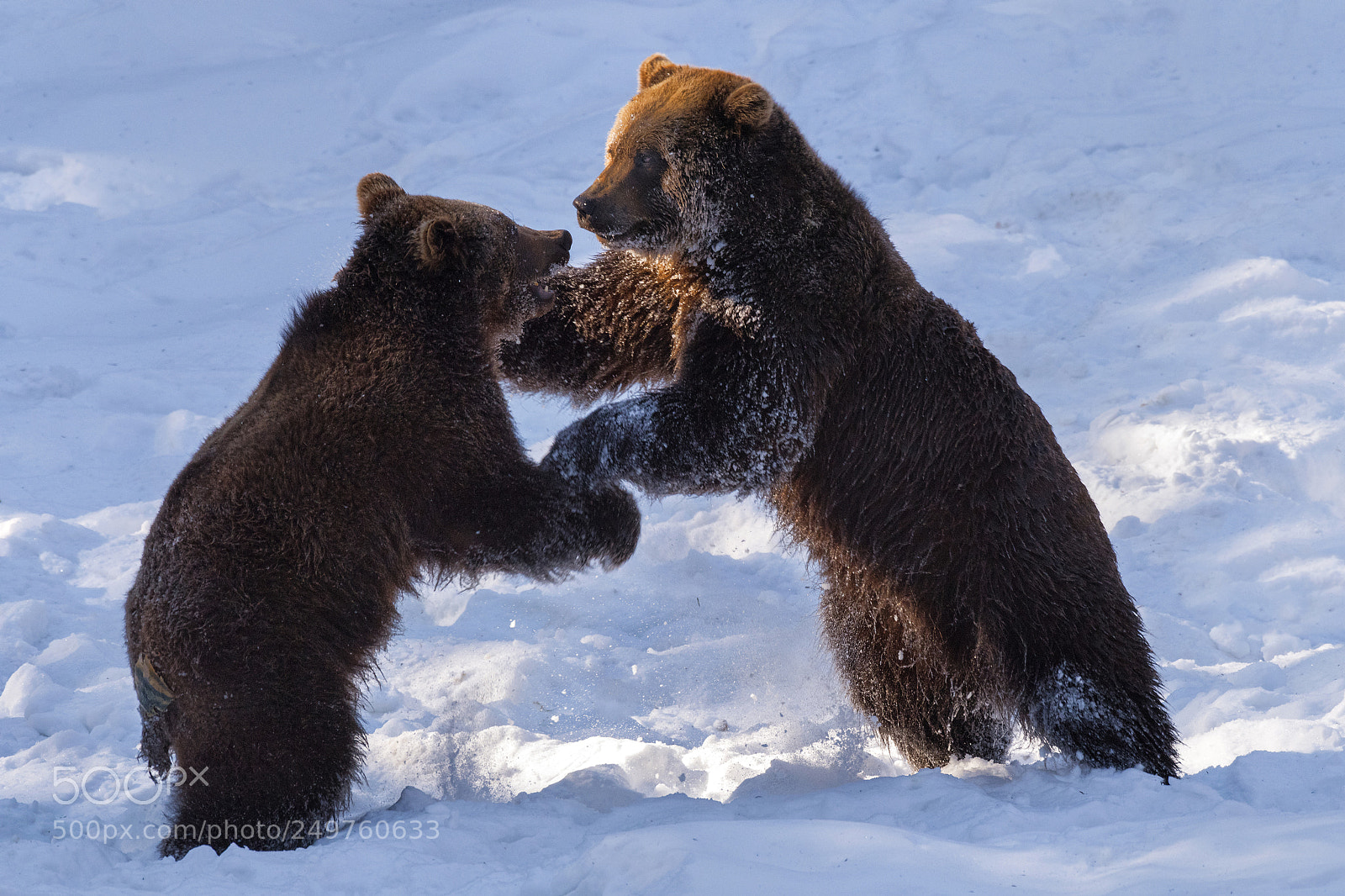 Nikon D810 sample photo. Young bears photography