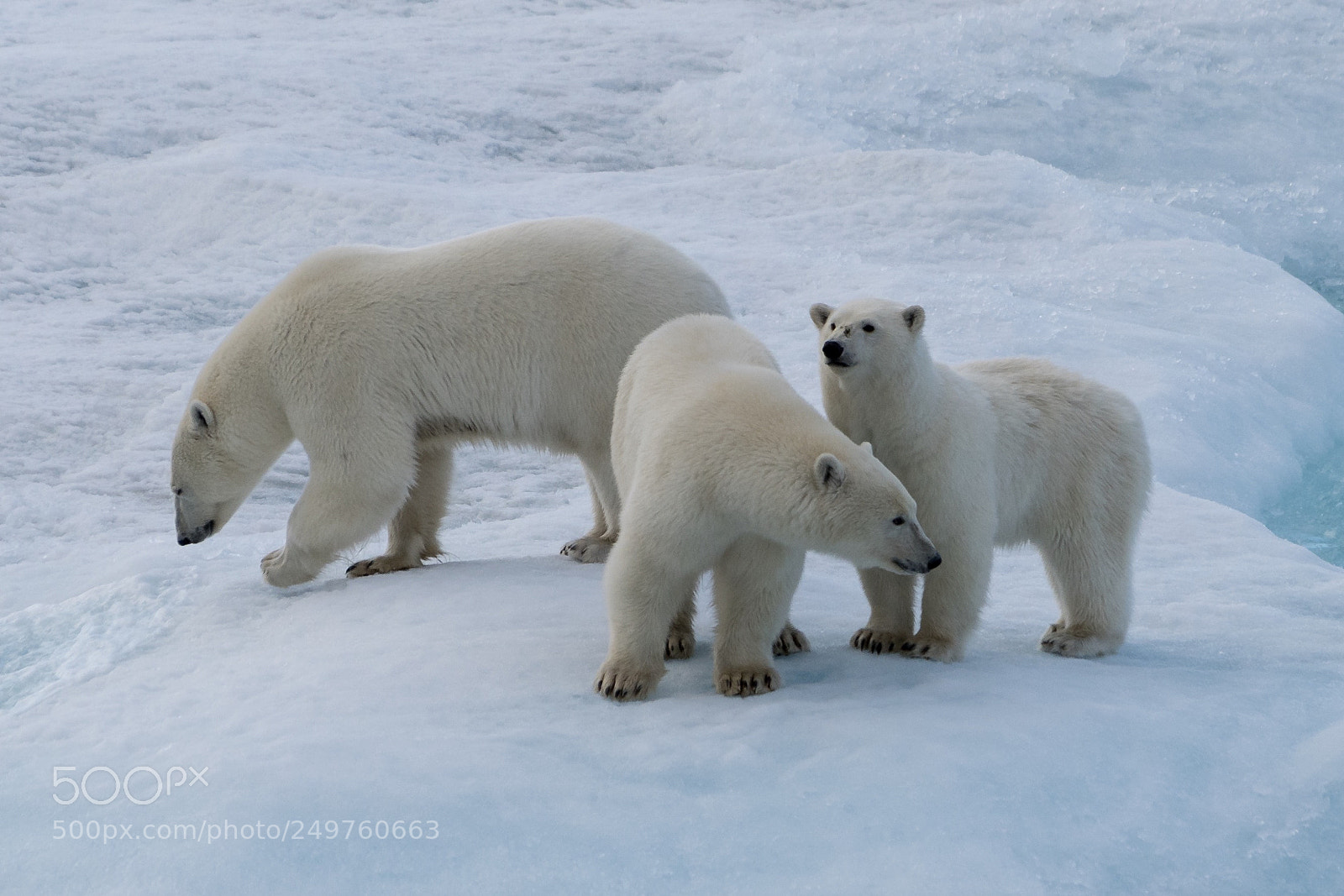 Sony a7R II sample photo. Ellesmere island photography