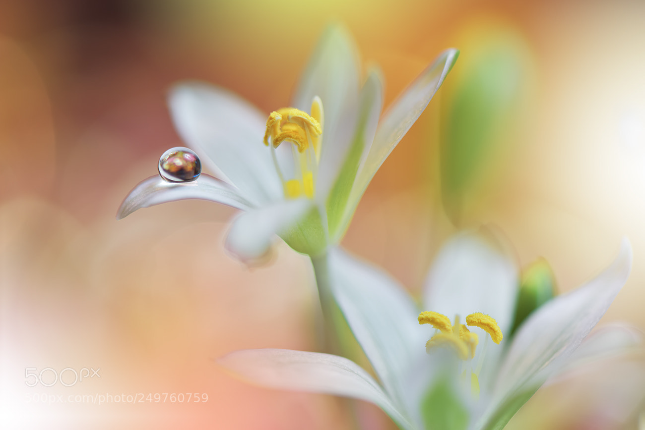 Nikon D810 sample photo. The gravity of love... photography