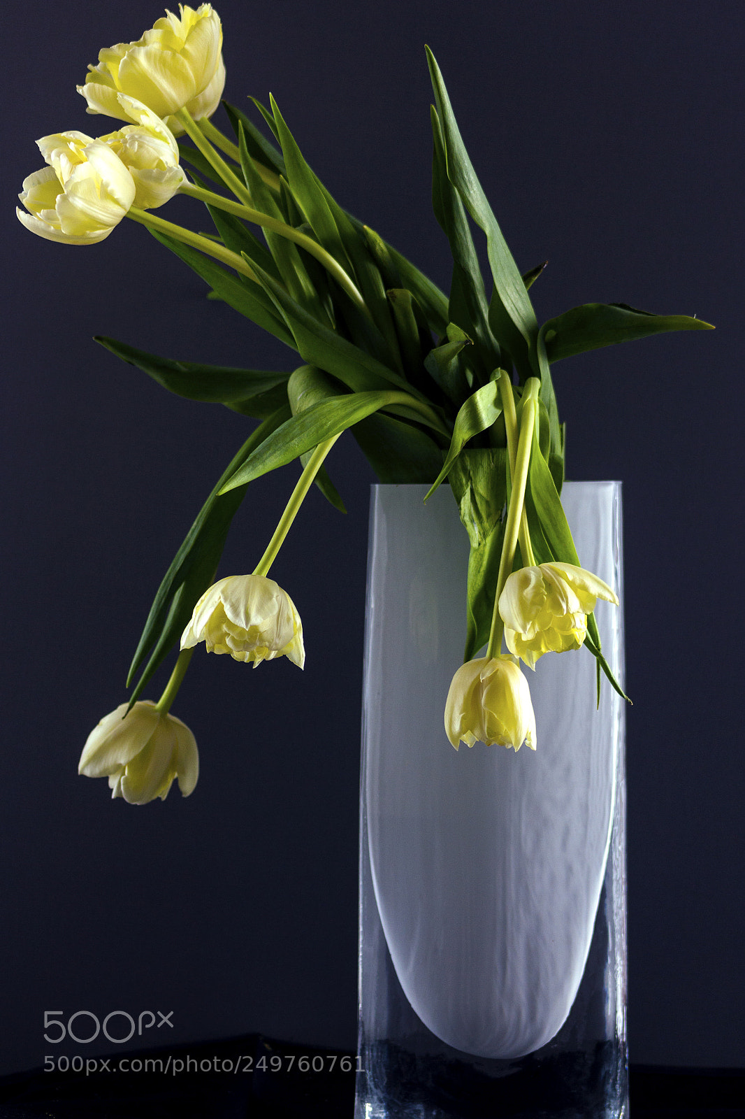 Canon EOS 700D (EOS Rebel T5i / EOS Kiss X7i) sample photo. Yellow tulips photography