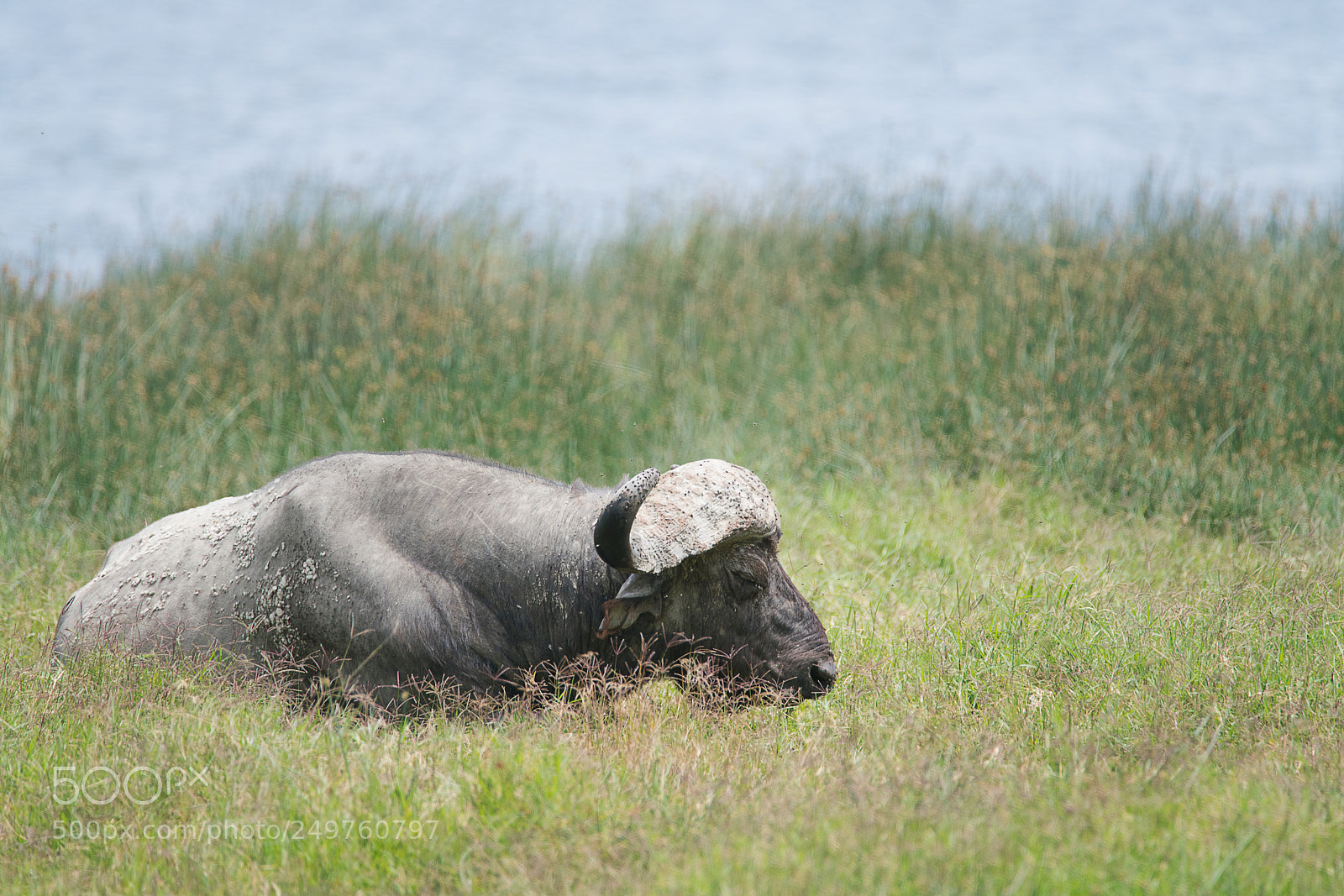 Sony a99 II sample photo. A sleepy cape buffalo photography
