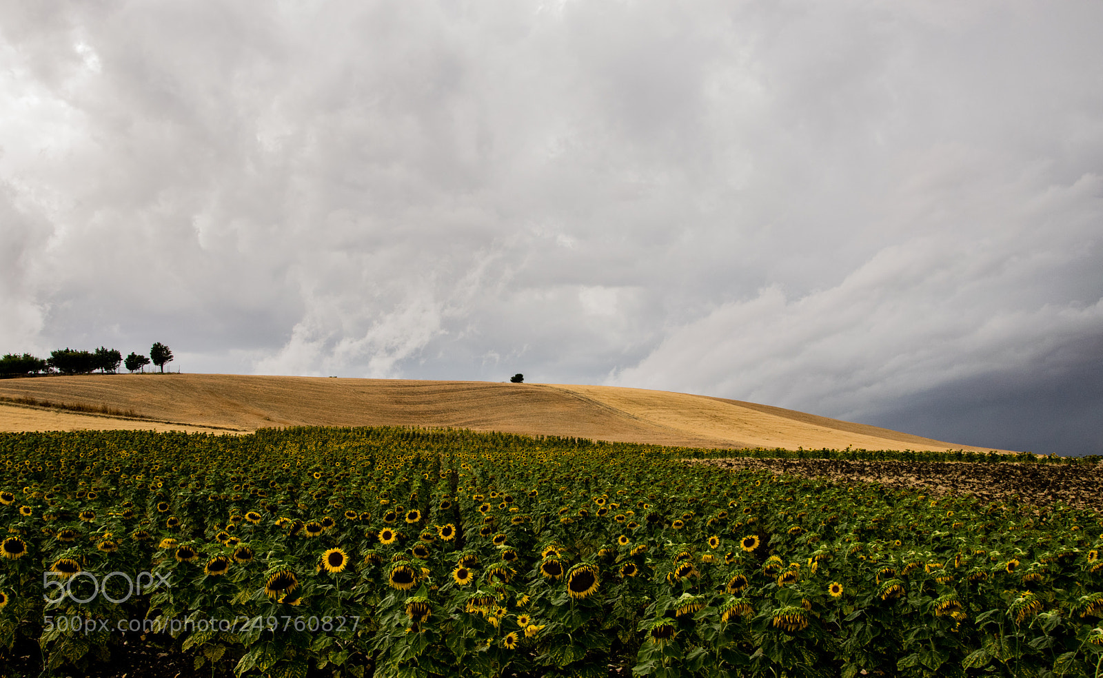 Nikon D5300 sample photo. Sunflowers photography