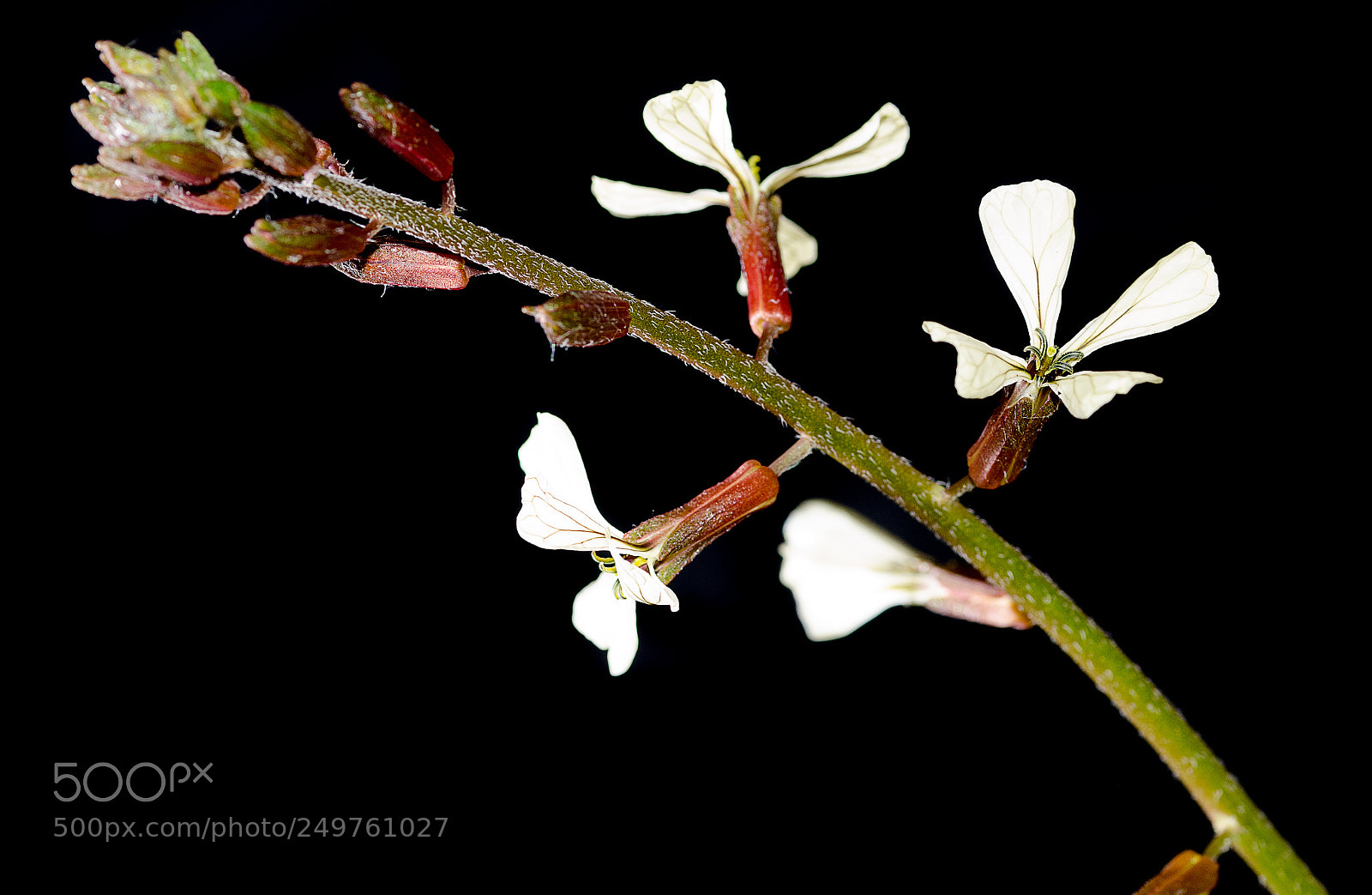 Nikon D7000 sample photo. Flowers photography