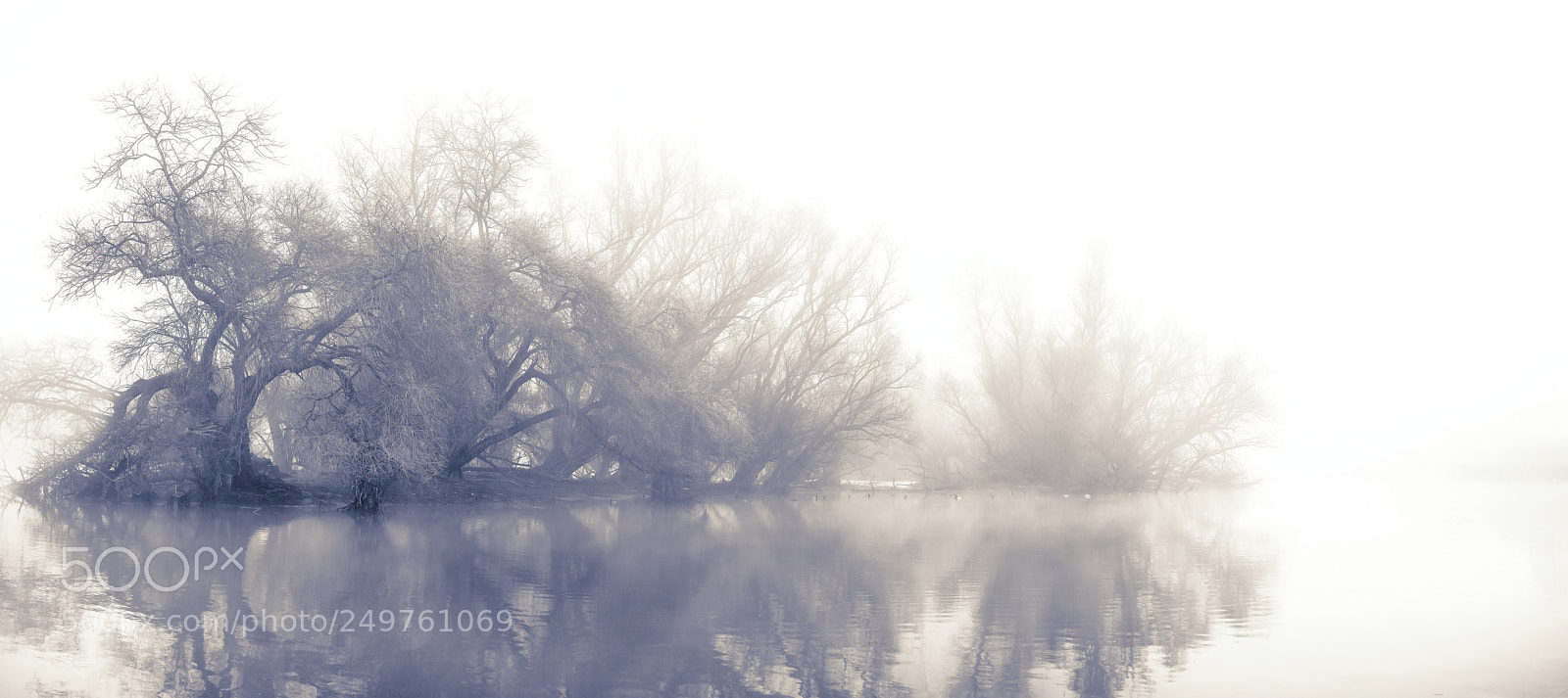Olympus OM-D E-M1 Mark II sample photo. Dreamy fog trees photography