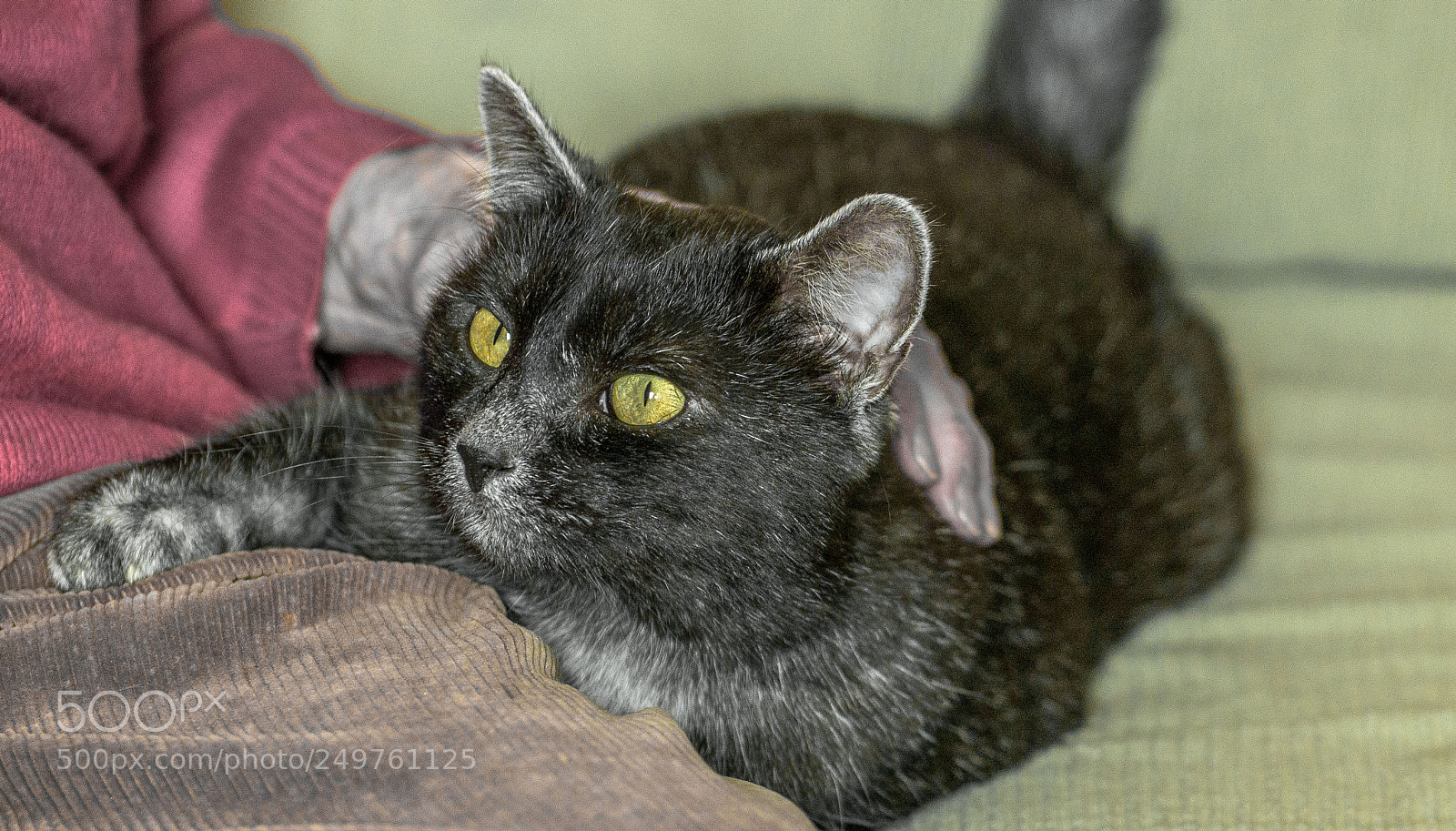 Nikon D800 sample photo. Kocour photography