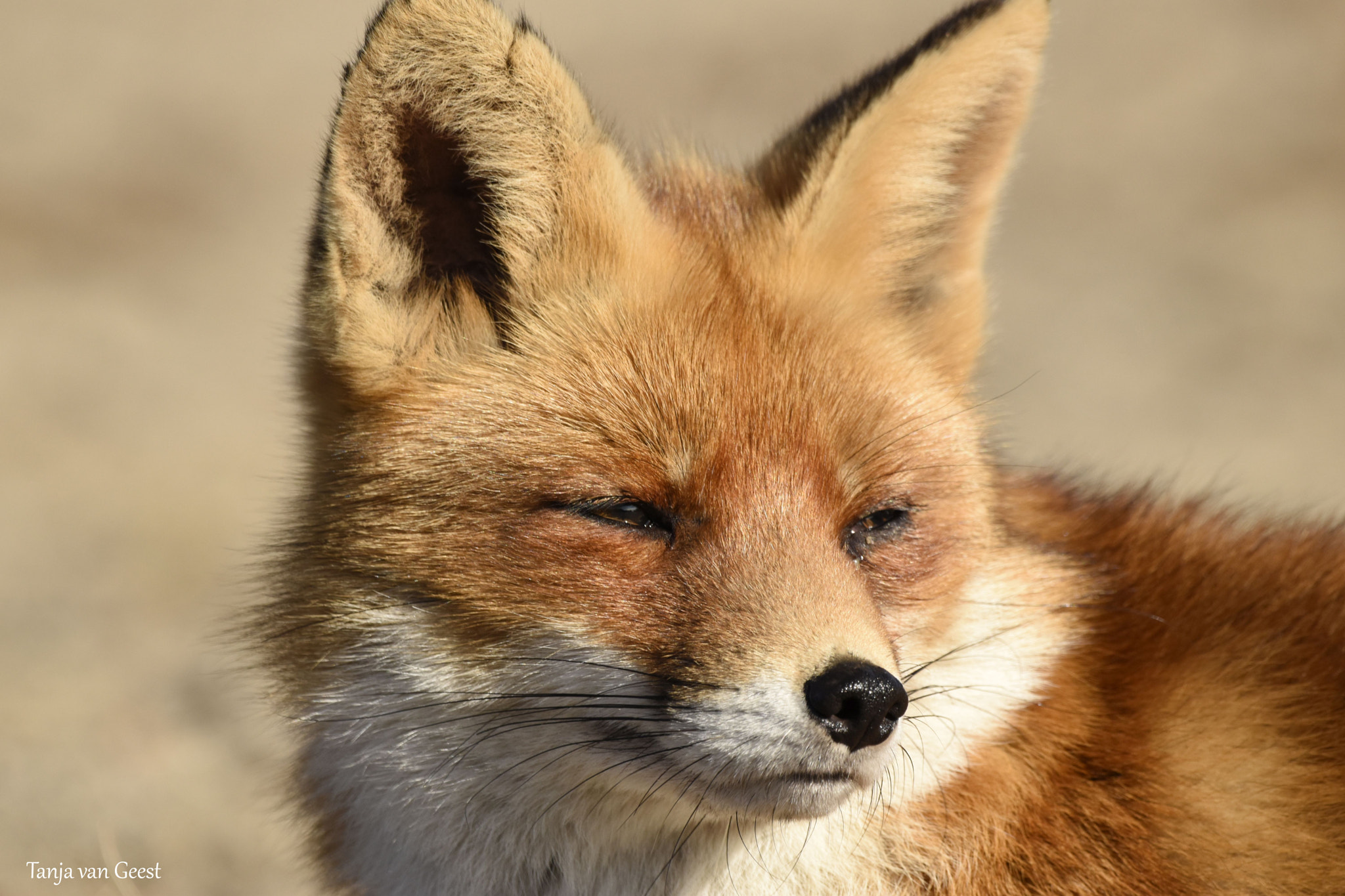 Sigma 150-600mm F5-6.3 DG OS HSM | C sample photo. Red fox photography
