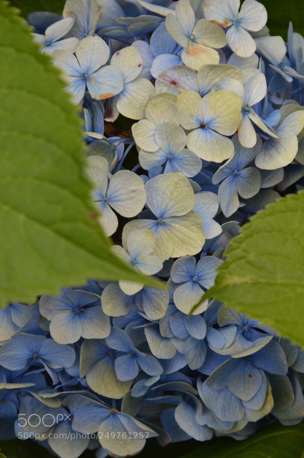Nikon D3200 sample photo. Flower photography