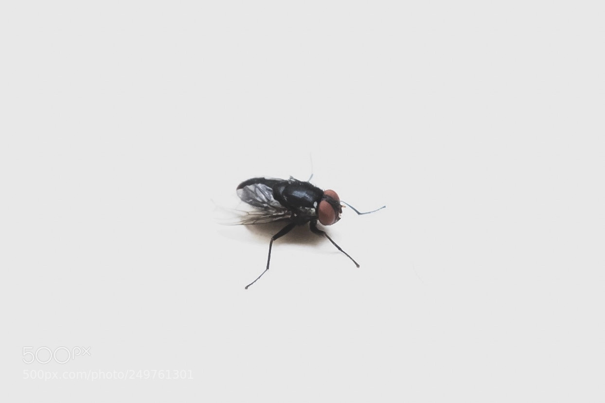 Nikon D5300 sample photo. Fly..macro ! photography