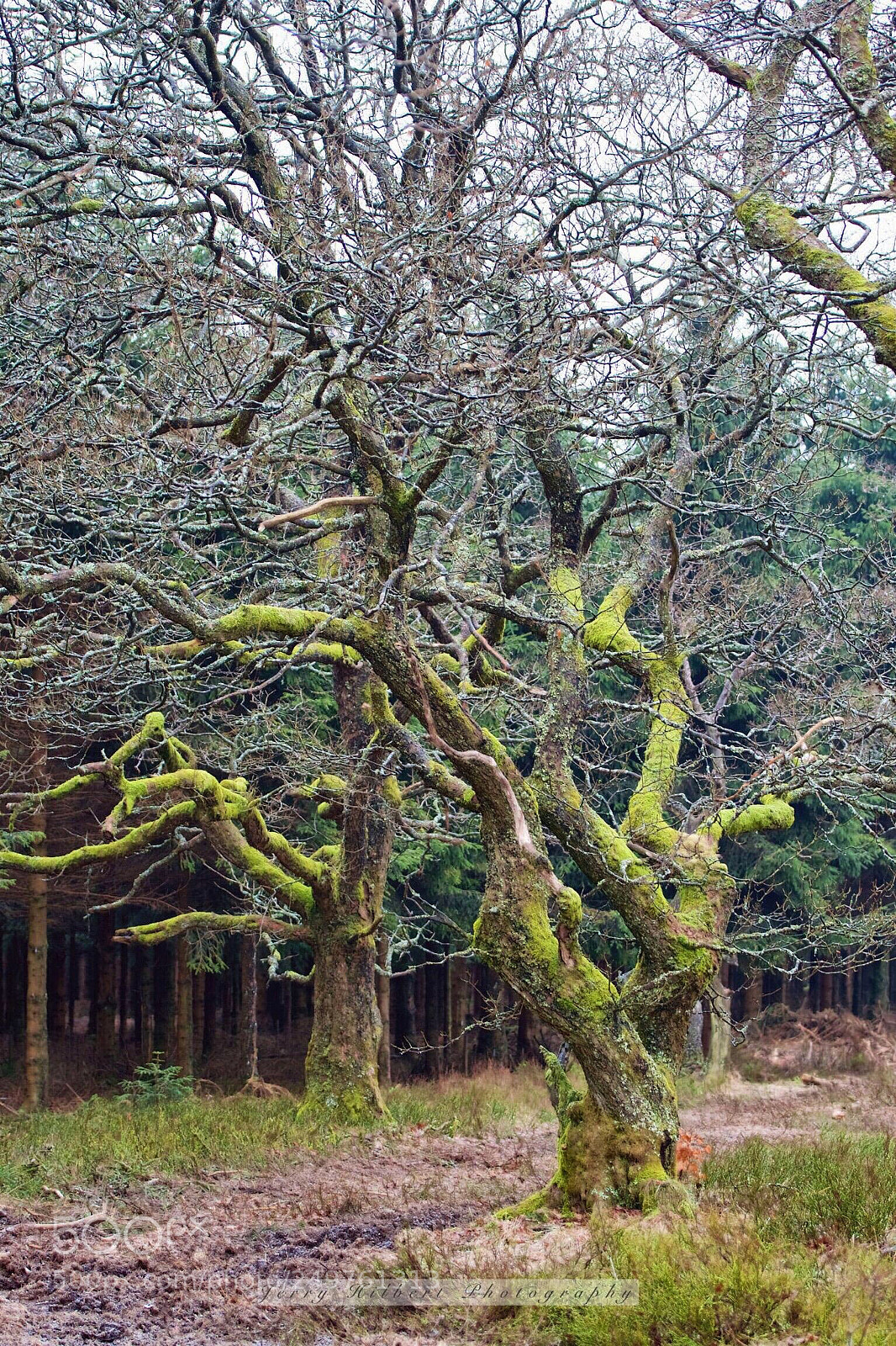 Nikon D500 sample photo. Trees photography