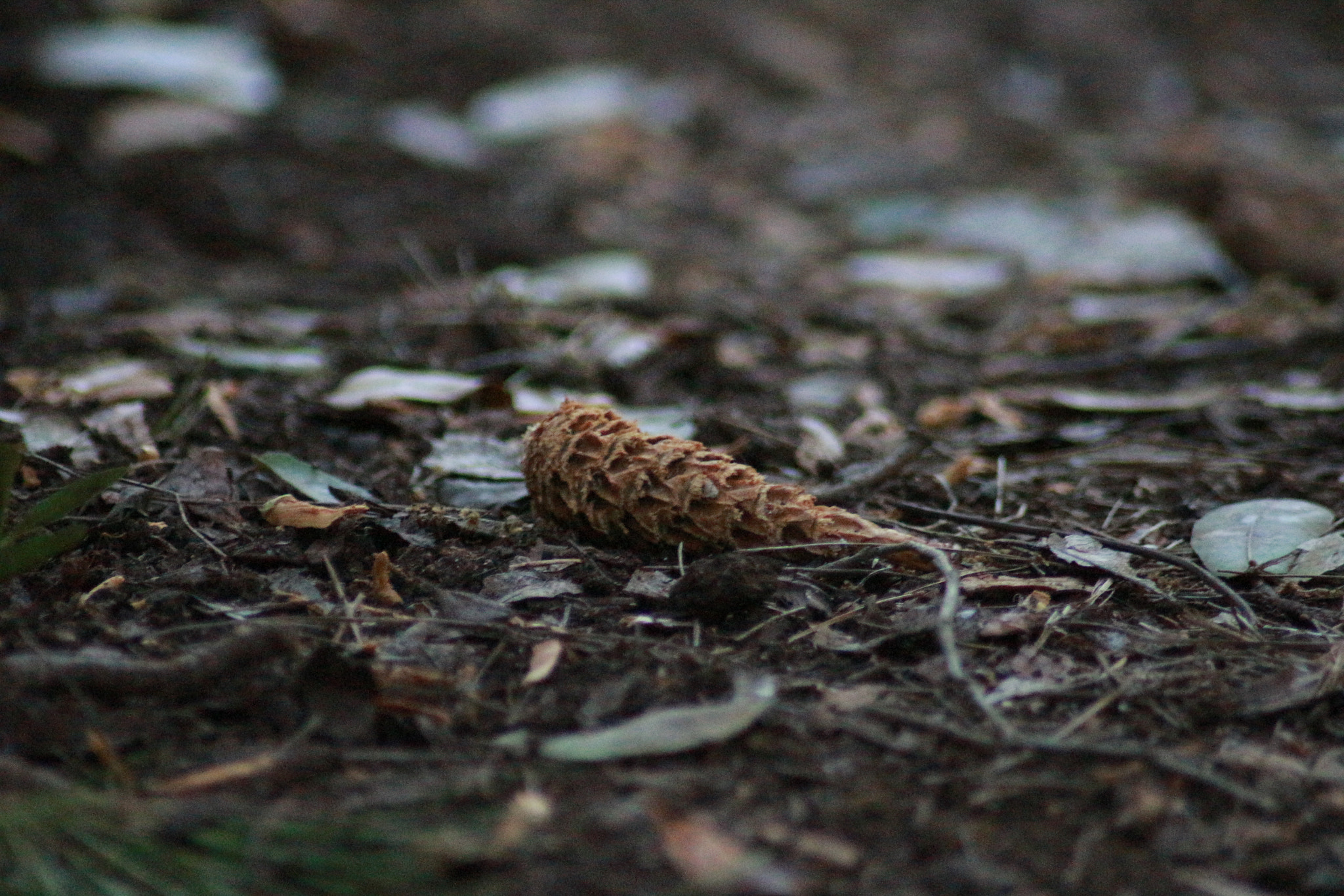 Canon EOS 700D (EOS Rebel T5i / EOS Kiss X7i) sample photo. Acorn photography