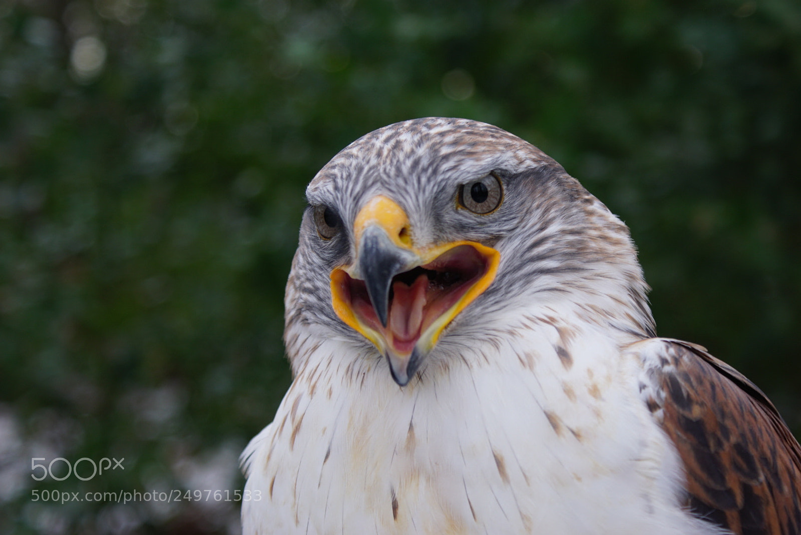 Sony ILCA-77M2 sample photo. Koningsbuizerd photography