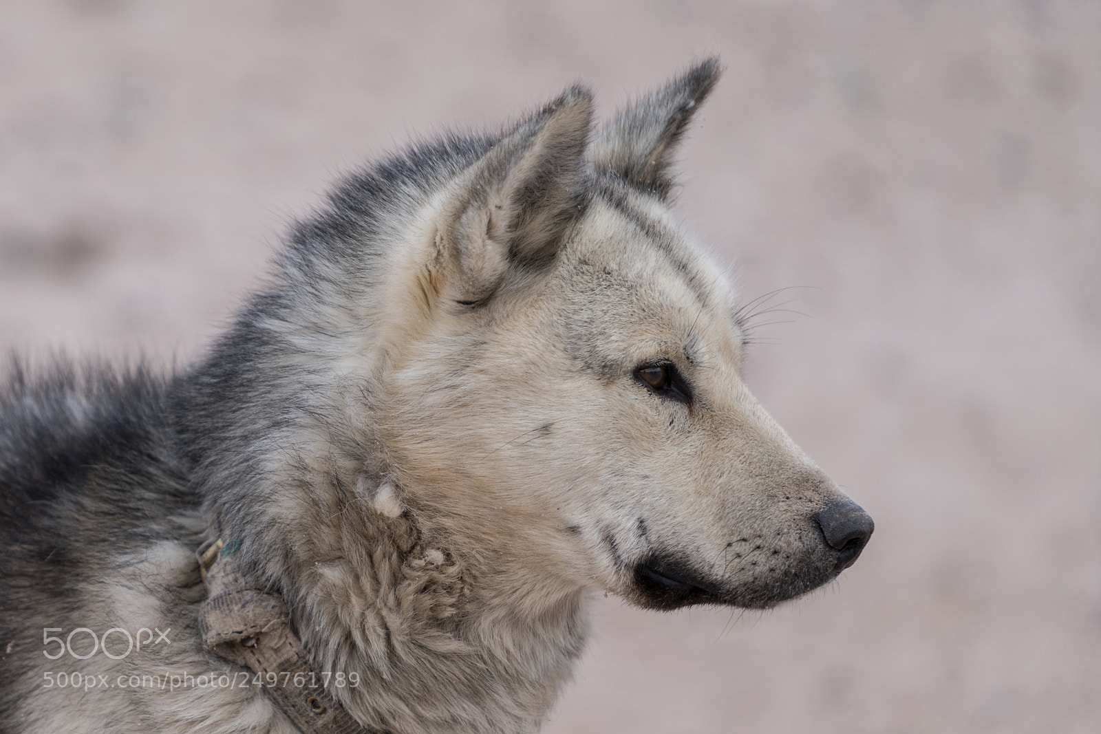 Sony a7R II sample photo. Siorapaluk photography