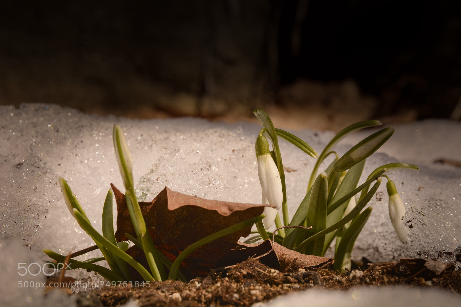 Nikon D7100 sample photo. Survivors photography