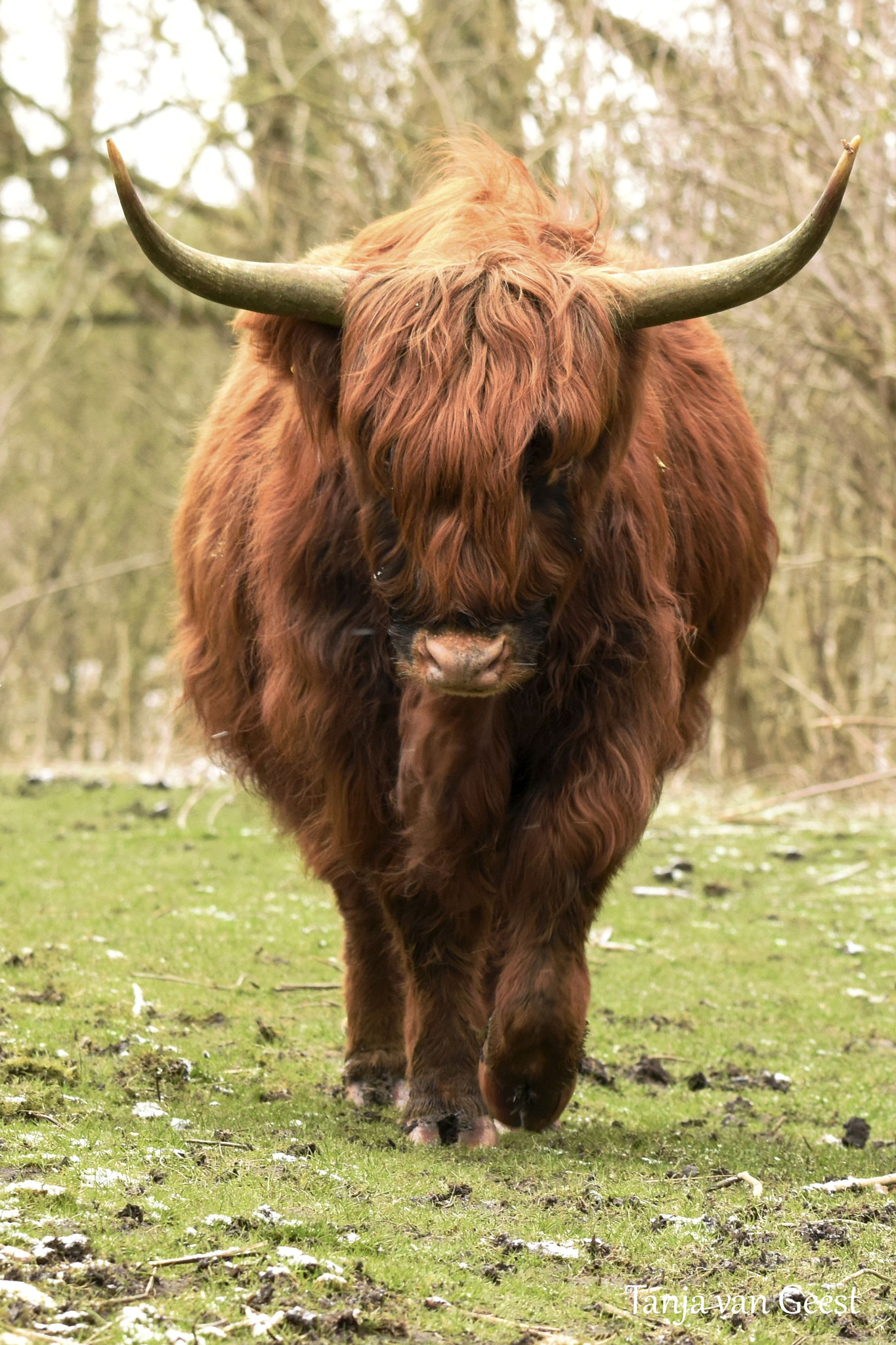 Sigma 150-600mm F5-6.3 DG OS HSM | C sample photo. Scottish highlander photography