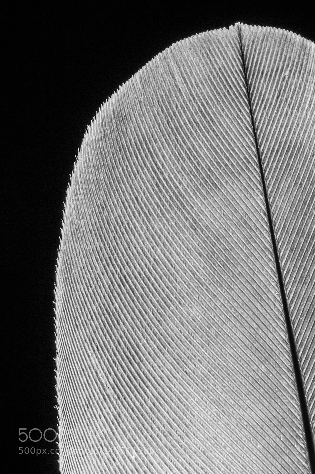 Canon EOS 70D sample photo. Sans titre photography