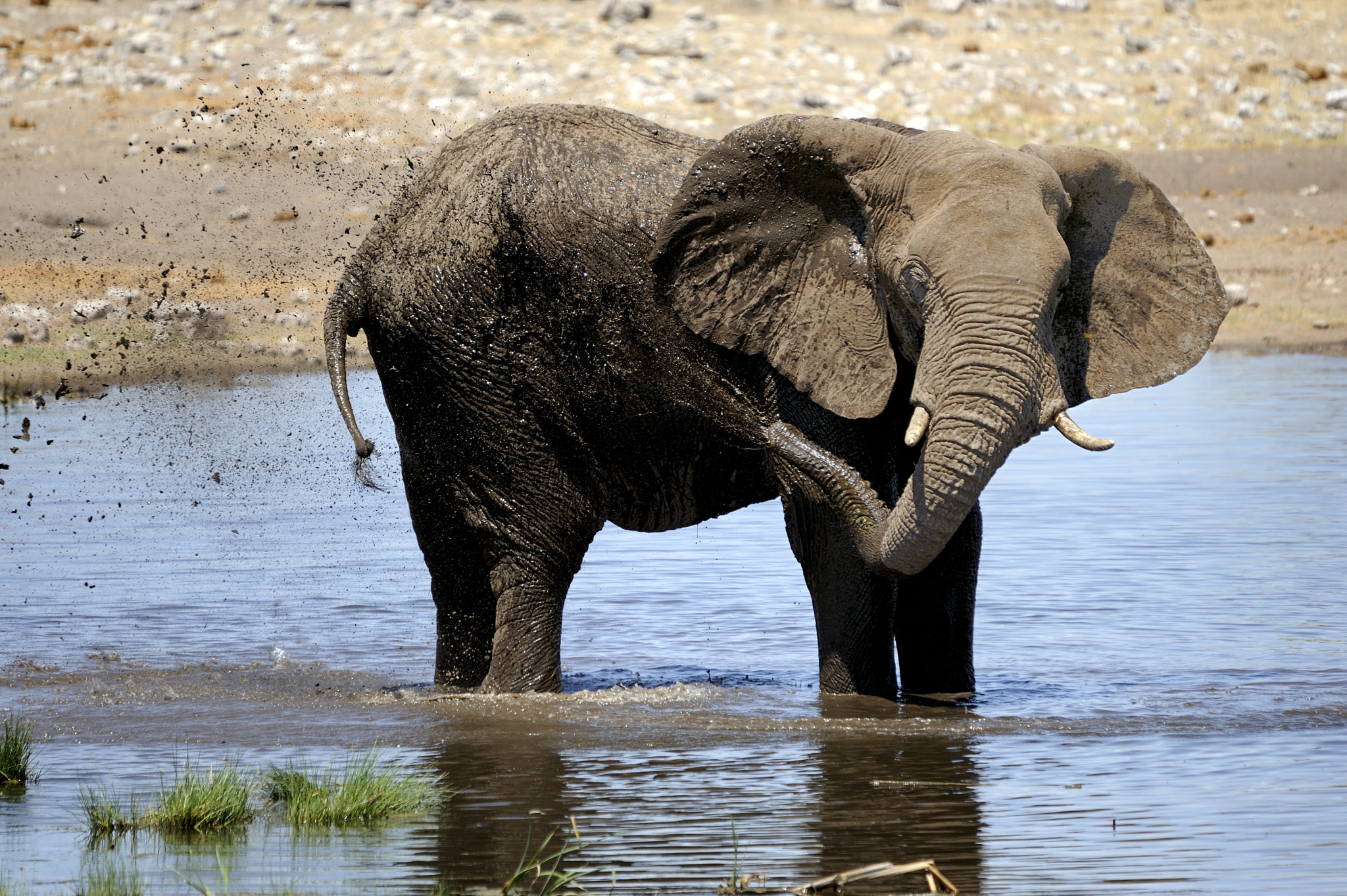 Nikon D700 + Sigma 120-400mm F4.5-5.6 DG OS HSM sample photo. Taking a bath at etosha in namibia. photography