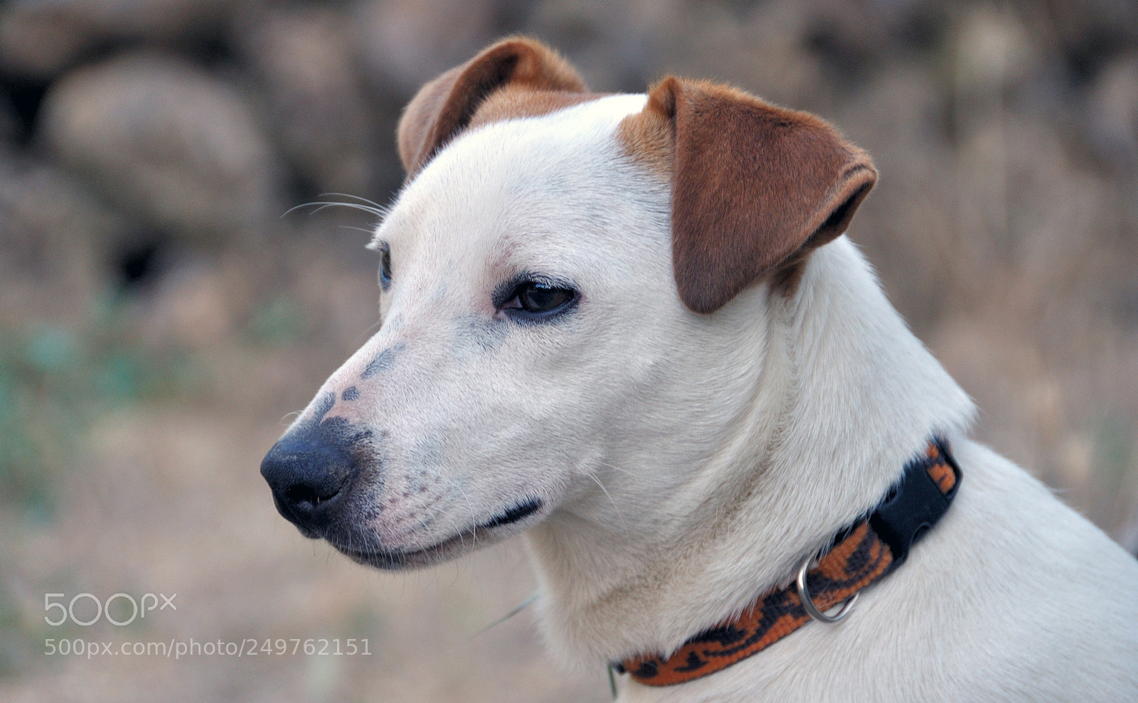 Nikon D90 sample photo. Max photography