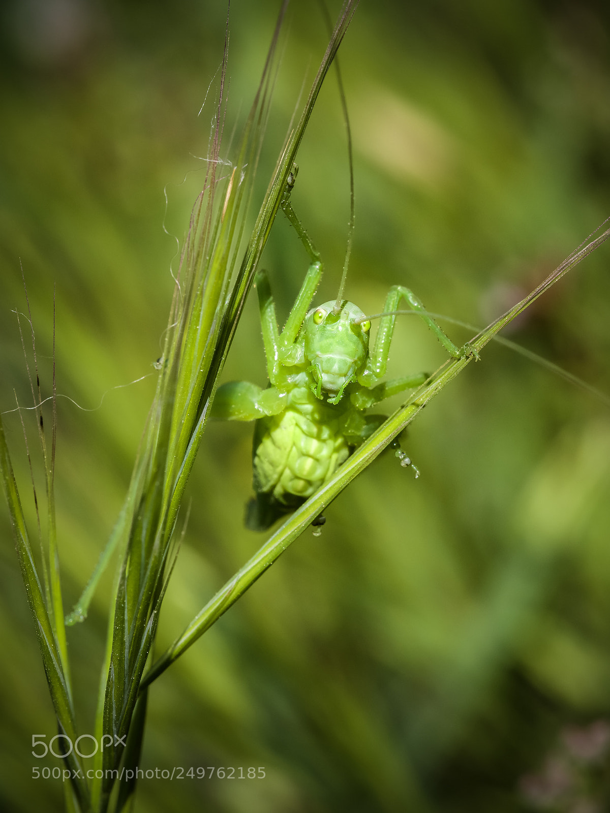 Olympus OM-D E-M1 Mark II sample photo. Green grasshopper. photography