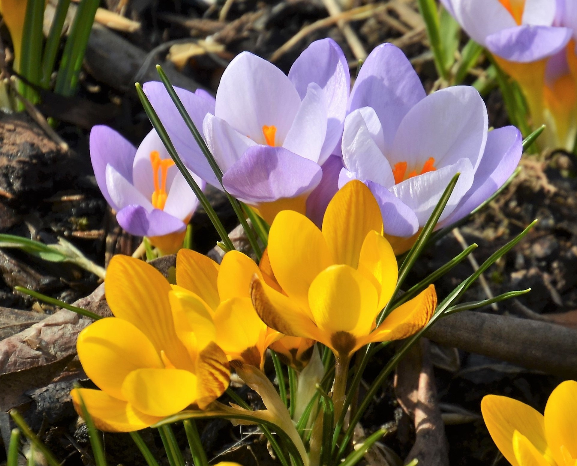 Nikon D3100 sample photo. Krokusse photography