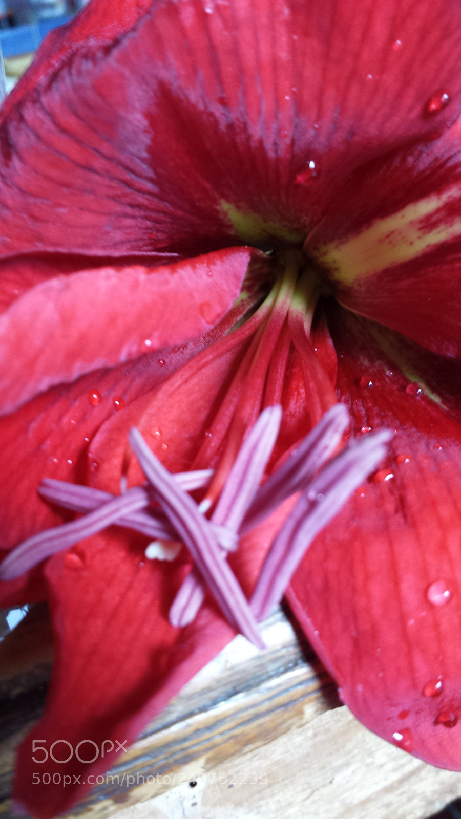 Samsung Galaxy S4 sample photo. Untitled photography